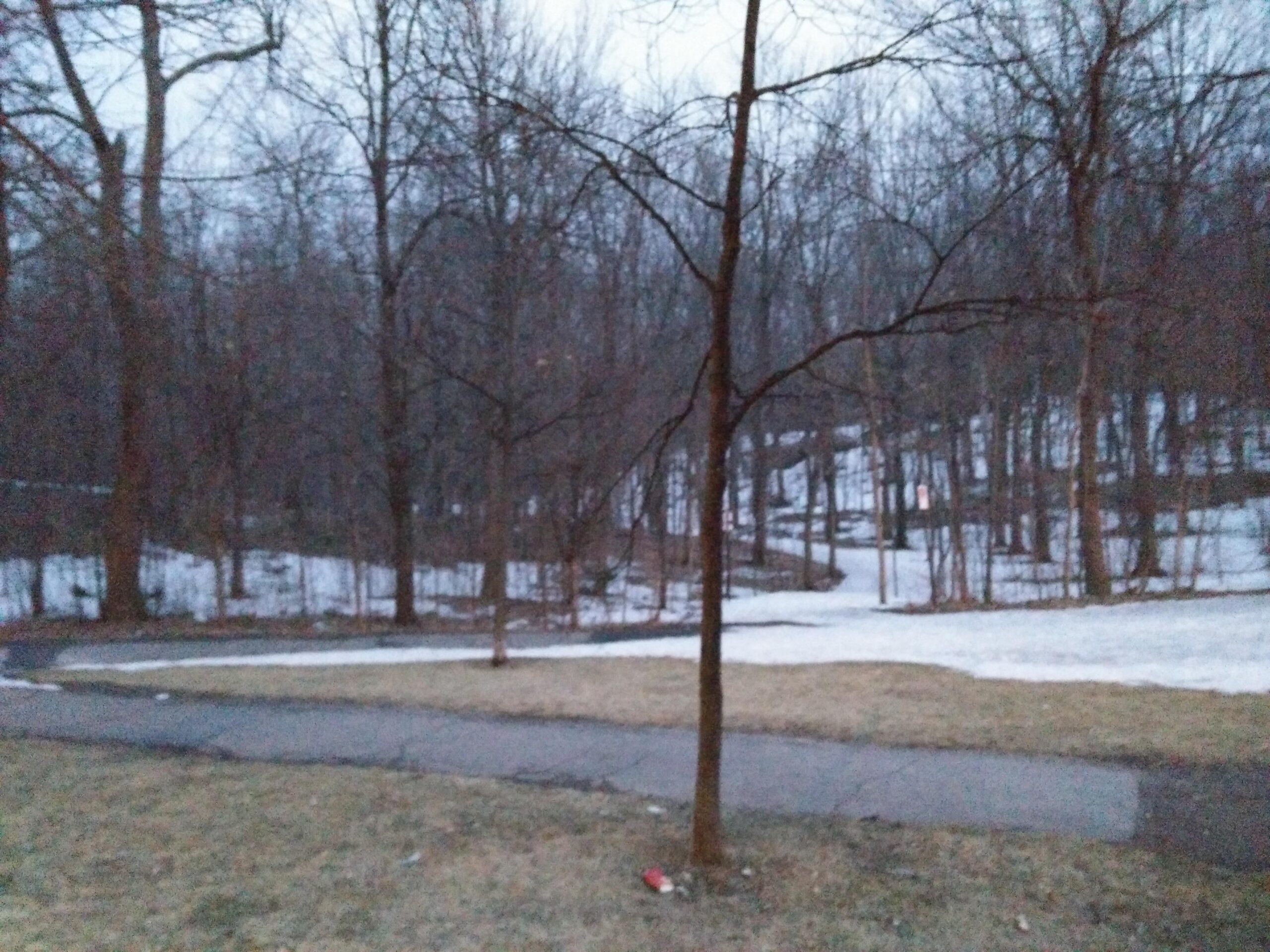 A dimly lit scene of a wooded area during late winter or early spring, featuring bare trees and patches of remaining snow on the ground. A curved pathway runs through the foreground, bordered by grass. The overall atmosphere is calm and slightly overcast, indicating the transition between seasons. Parc du Mont-Royal mountain bike trail.