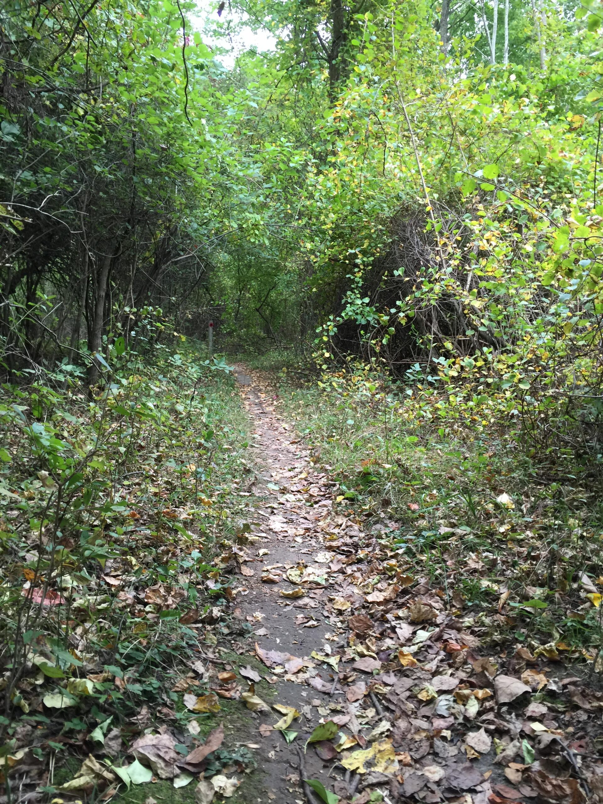 A narrow dirt path winding through a lush green forest, lined with trees and dense foliage, scattered with fallen leaves in autumn colors. Anderson Park mountain bike trail.