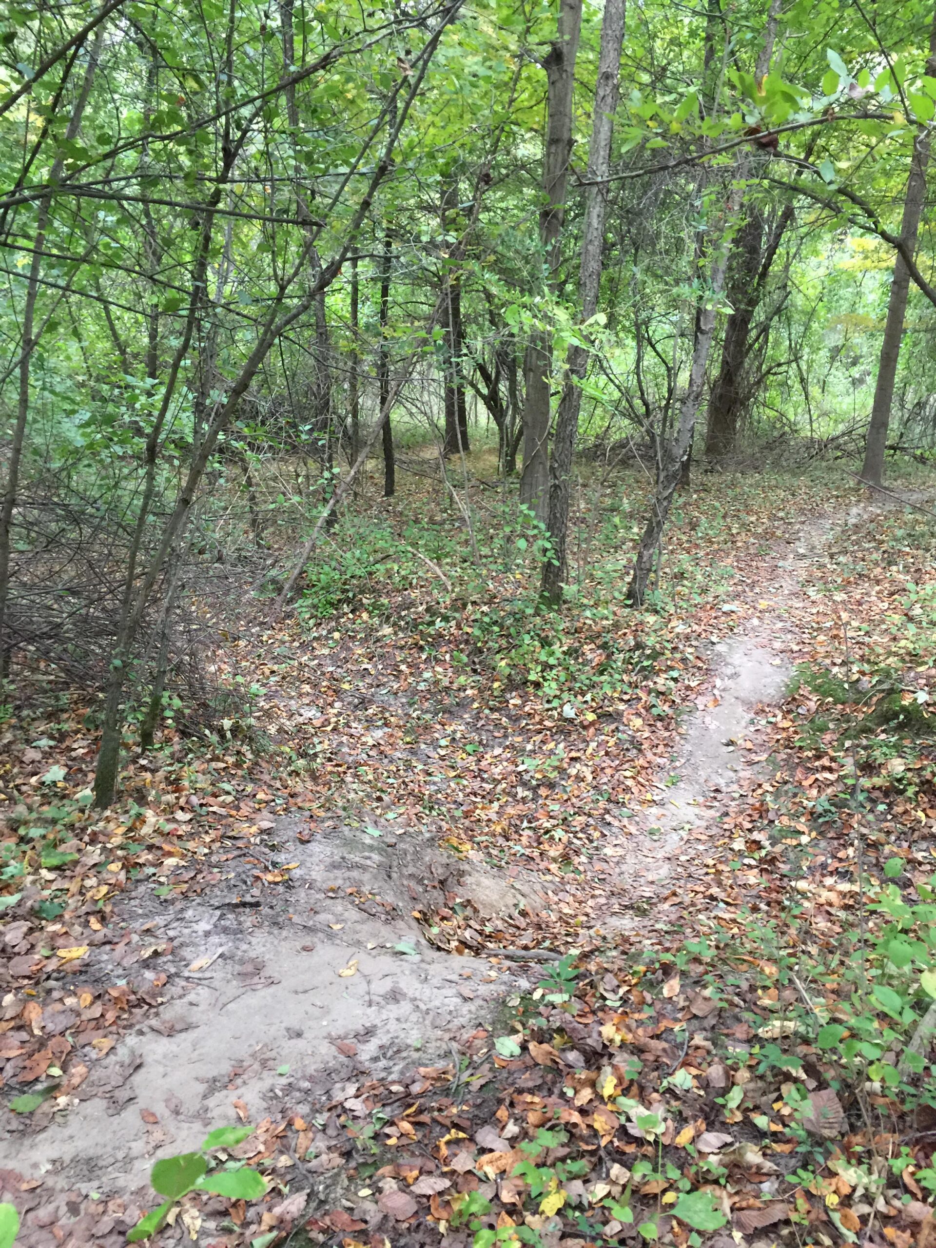 A dirt path winding through a forested area, surrounded by trees and scattered autumn leaves on the ground. The scene shows lush green foliage with some fallen leaves, indicating the change of seasons. Anderson Park mountain bike trail.