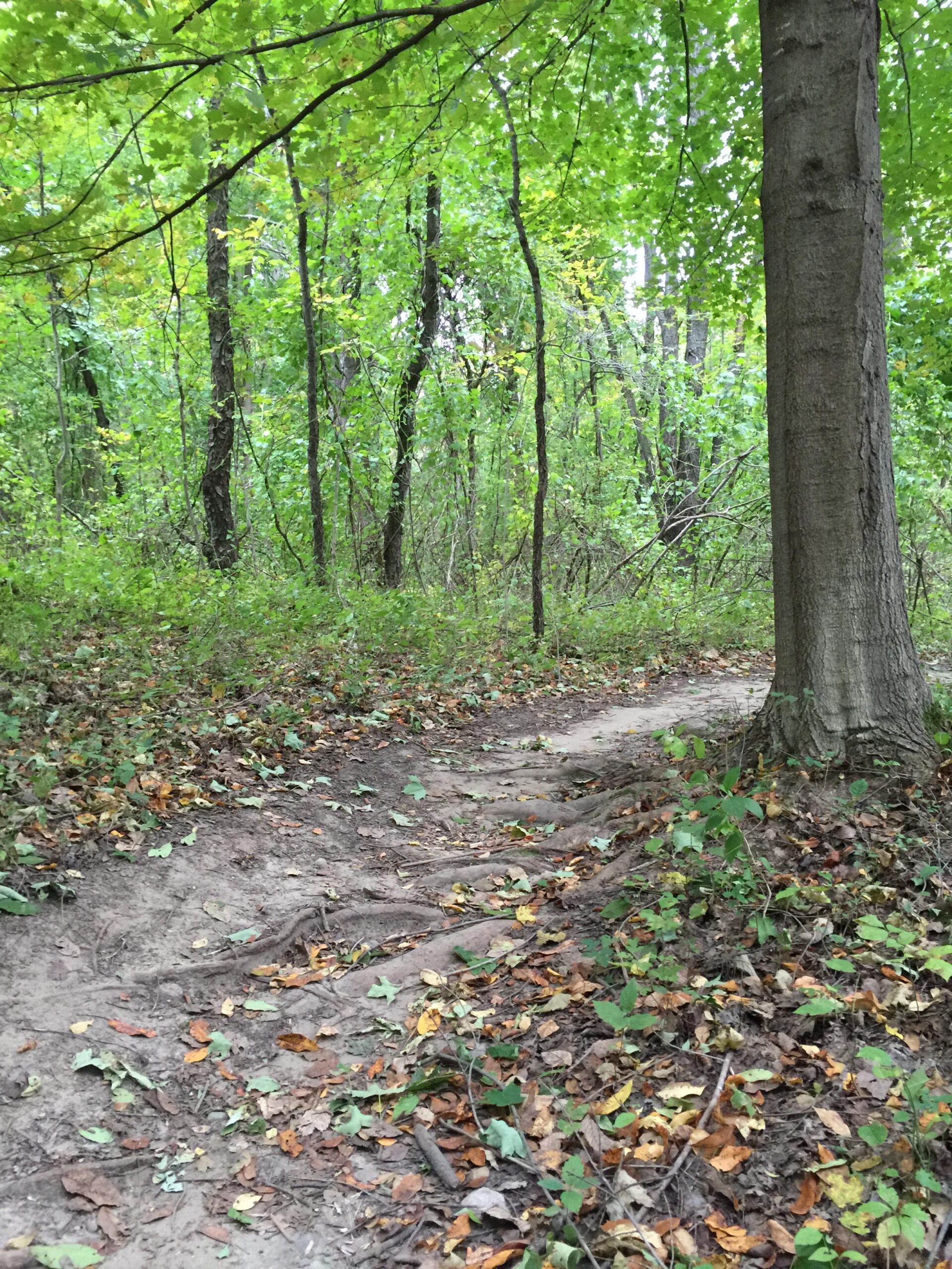 A winding dirt path through a lush green forest, surrounded by trees with vibrant leaves and scattered fallen foliage. The scene conveys a tranquil and natural environment. Anderson Park mountain bike trail.
