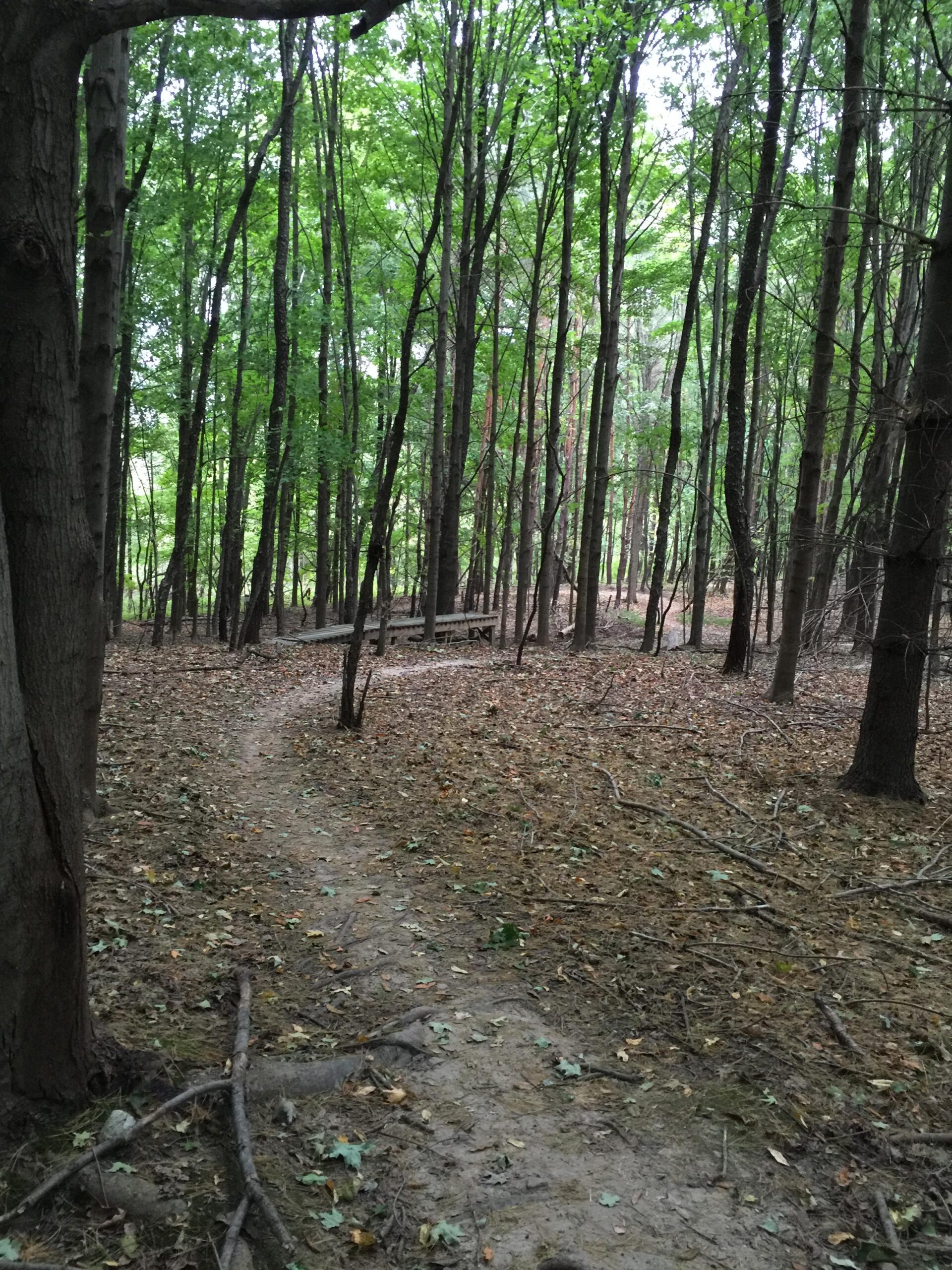 A winding dirt trail through a lush green forest, surrounded by tall trees with dense foliage. The forest floor is covered with fallen leaves and branches, creating a serene and natural atmosphere. Anderson Park mountain bike trail.