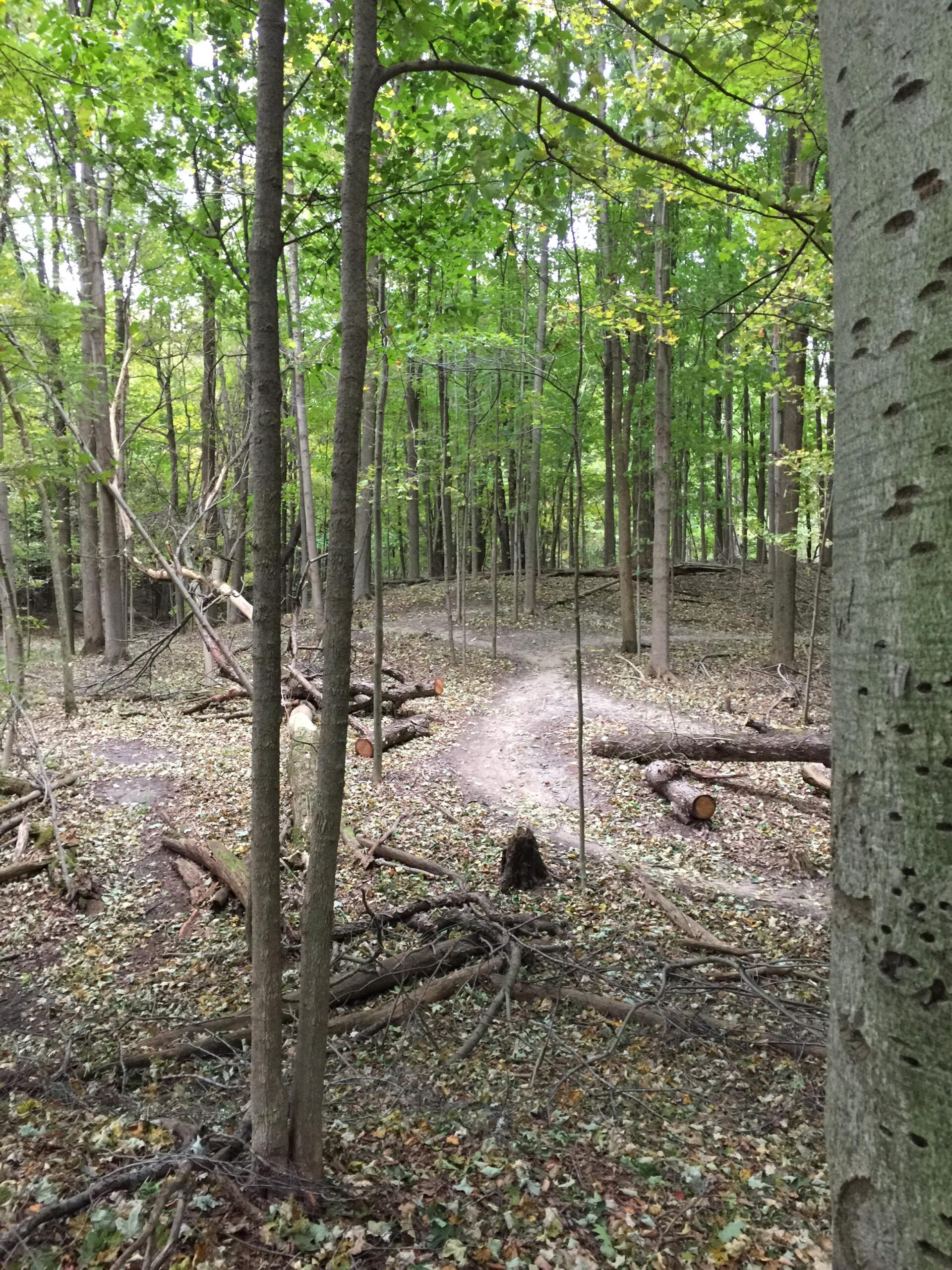 A forest scene featuring tall trees with green leaves, a winding dirt path, and fallen branches scattered across the ground. The surroundings are serene, depicting a natural woodland setting in early autumn. Anderson Park mountain bike trail.