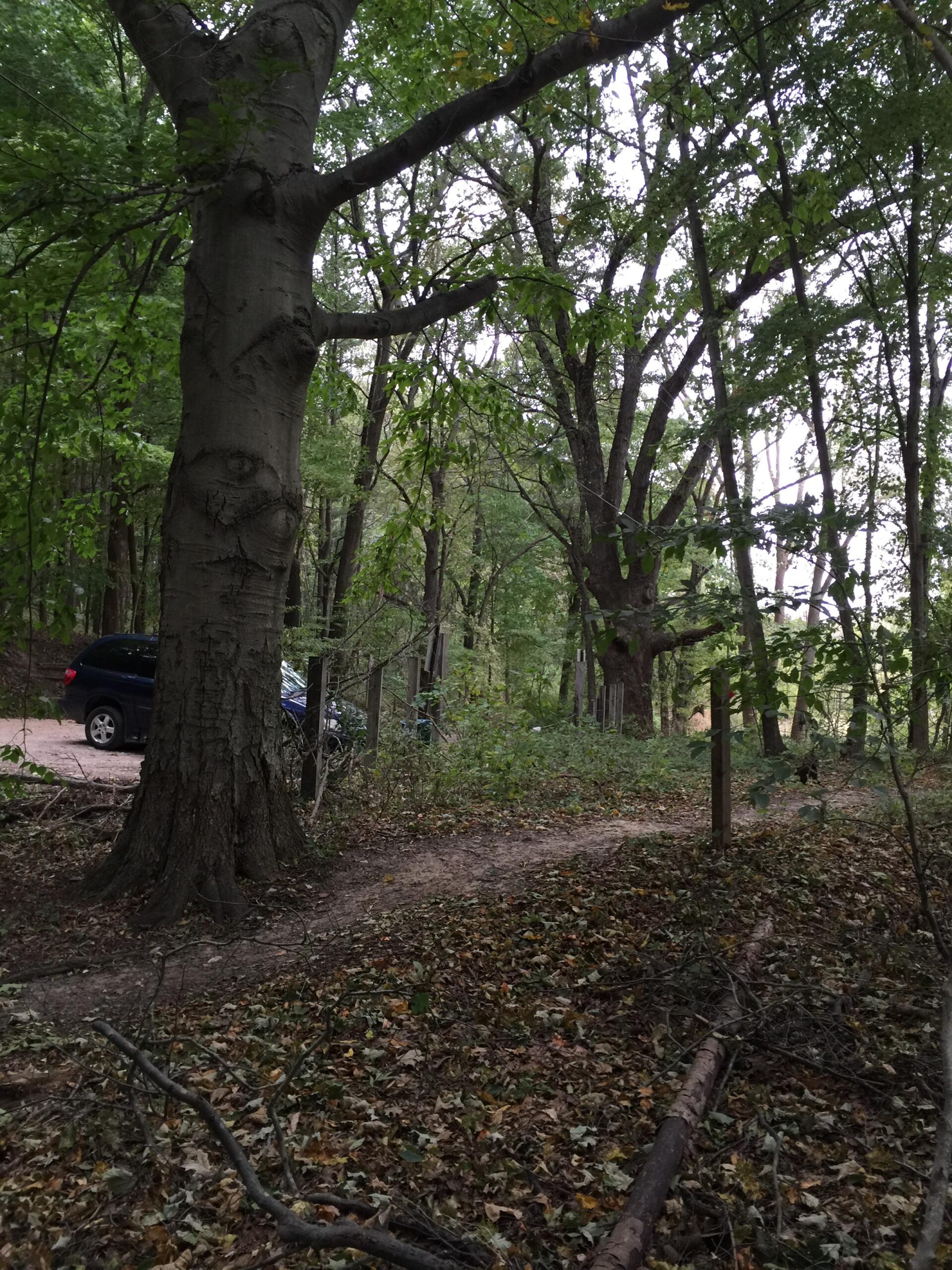 A wooded area with a large tree in the foreground, surrounded by fallen leaves and branches. A visible dirt path leads through the trees, with a dark-colored vehicle parked on the edge of the scene. The atmosphere is serene and natural, with dappled light filtering through the green foliage. Anderson Park mountain bike trail.