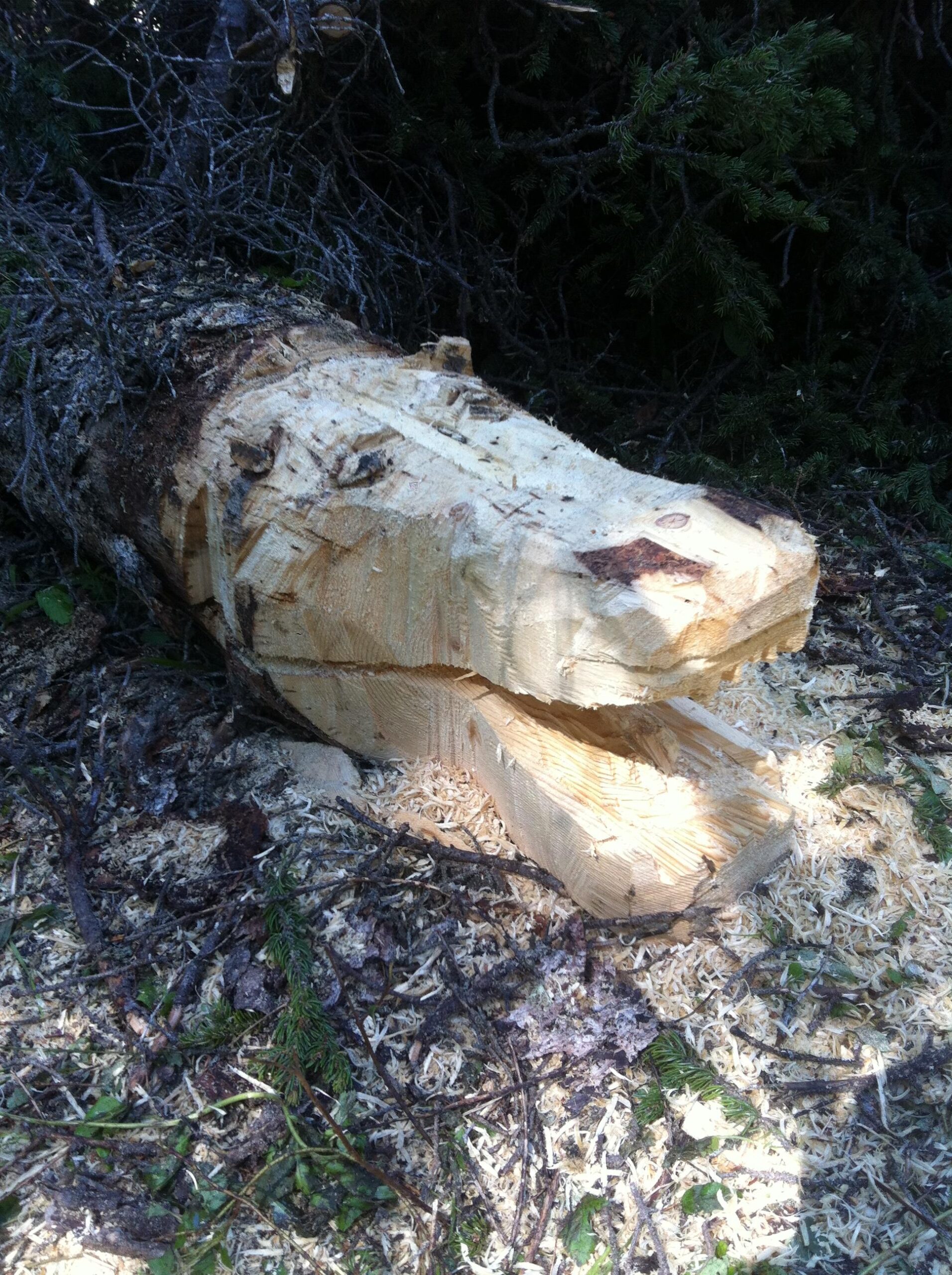 A partially carved wooden sculpture resembling the head of a dinosaur, lying on the forest floor surrounded by wood shavings and foliage. Happy Creek Trail System mountain bike trail.