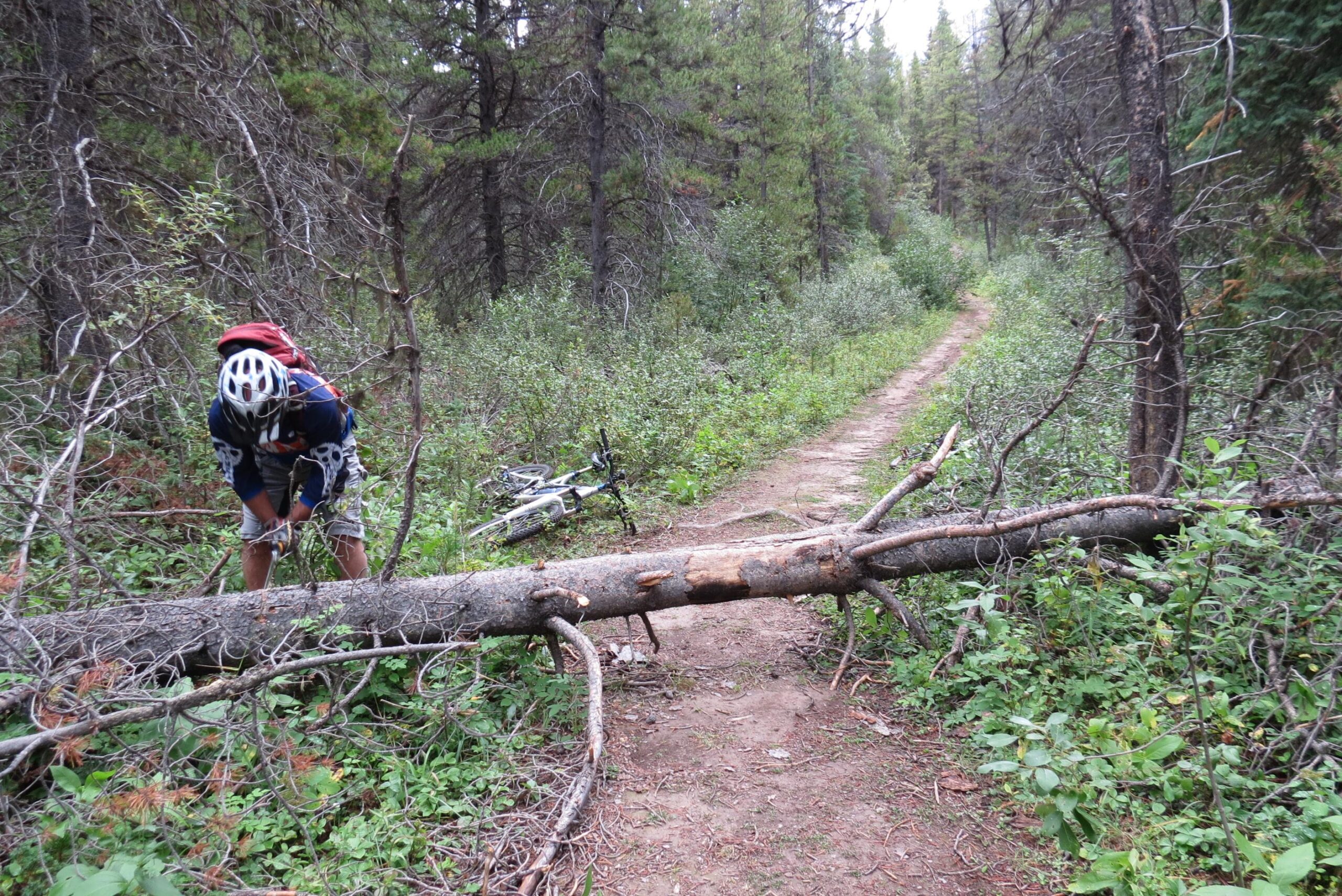 A person wearing a bike helmet is seen attempting to clear a fallen tree blocking a dirt path in a forested area. A mountain bike is partially visible on the ground nearby, surrounded by greenery and dense trees lining the trail. Big Bend (Trail #126) mountain bike trail.