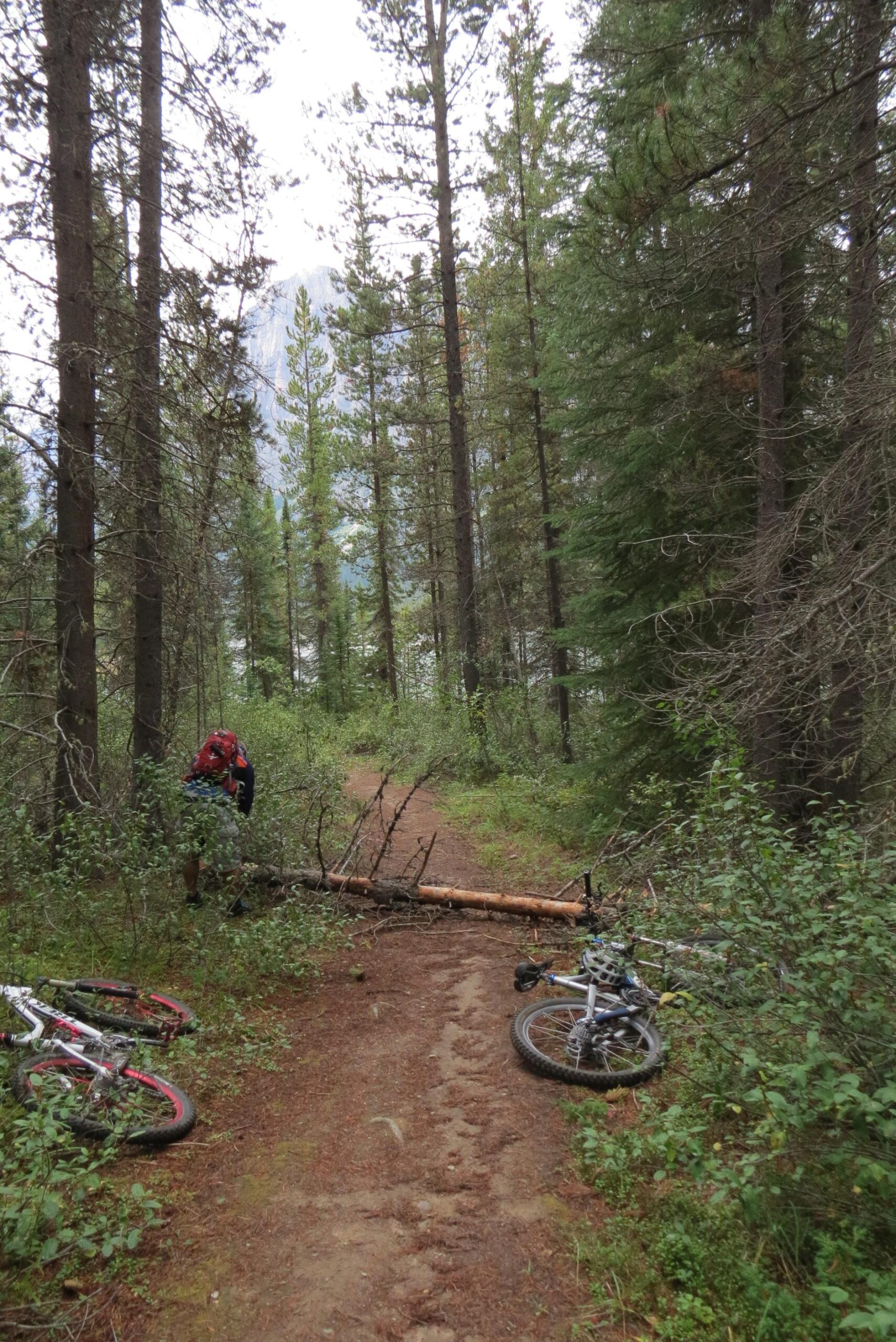 A narrow dirt trail winding through a forest of tall pine trees, with a fallen log blocking the path. Two mountain bikes are positioned on the ground to the left, while a person in a red backpack is seen in the background, interacting with the log. In the distance, a glimpse of rocky mountain peaks can be seen through the trees. Big Bend (Trail #126) mountain bike trail.