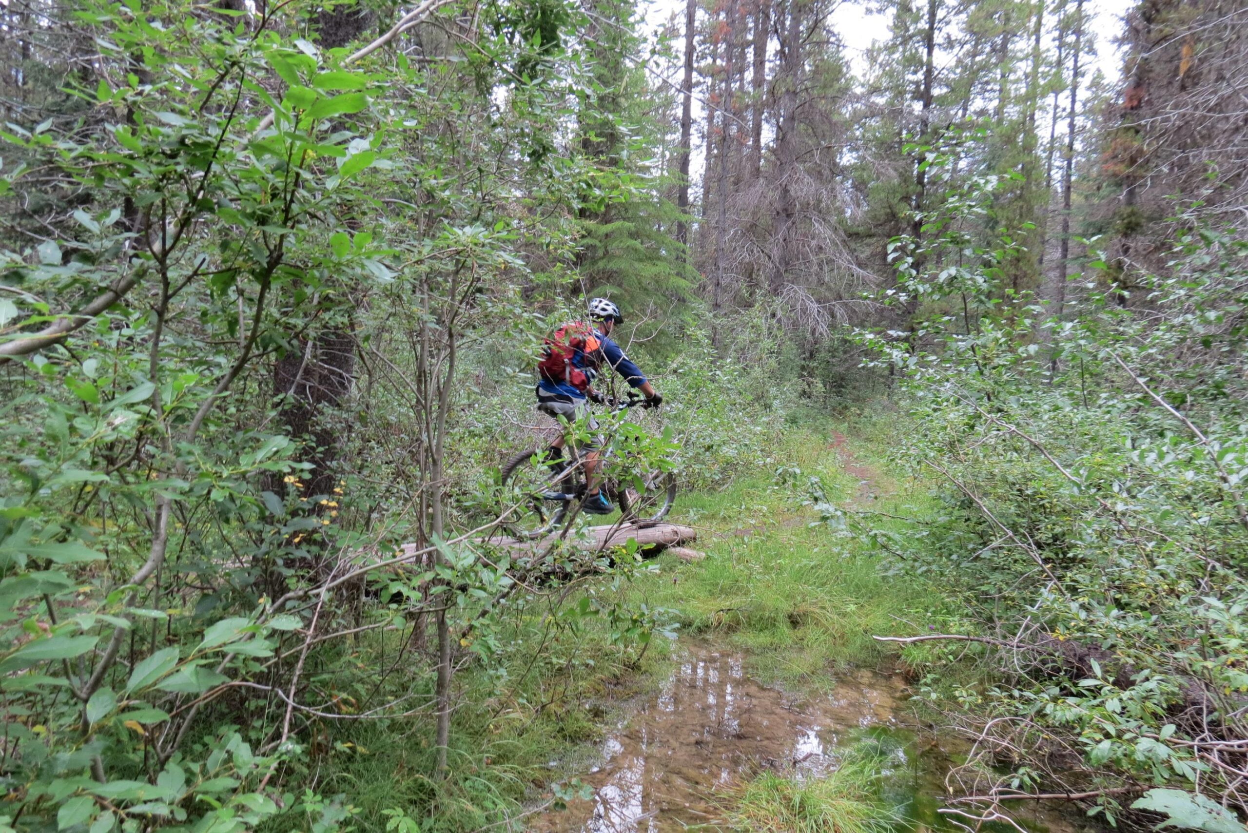 A person riding a mountain bike along a narrow, overgrown trail in a dense forest, maneuvering over a fallen log with greenery and tall trees surrounding the path. Reflections of trees are visible in a small puddle nearby. Big Bend (Trail #126) mountain bike trail.