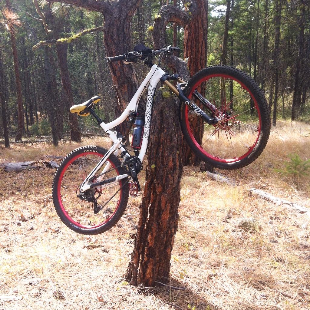 Santa Cruz Blur: A mountain bike with white and red accents is mounted against a tree trunk in a forested area. The bike is positioned with its front wheel off the ground, and a water bottle is attached to the frame. Surrounding vegetation includes tall trees and dry grass, creating a natural outdoor setting.