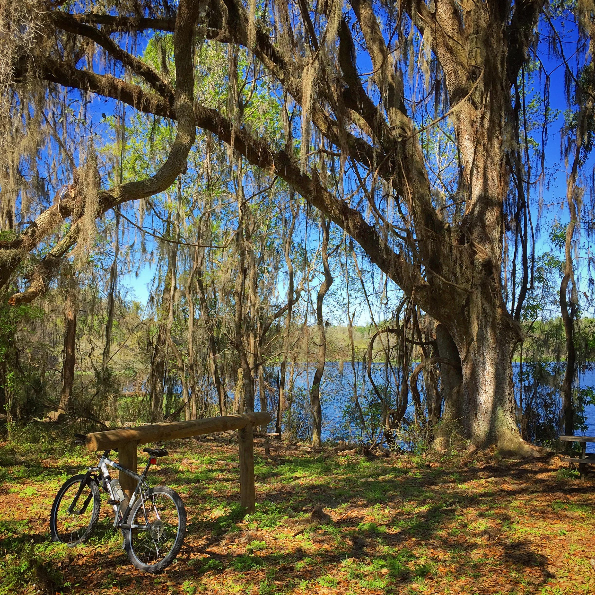 Gary Fisher Marlin: A serene outdoor scene featuring a bicycle resting against a wooden post under a large tree draped with Spanish moss. The background showcases a tranquil lake and blue sky, surrounded by lush greenery and patches of sunlight filtering through the leaves.