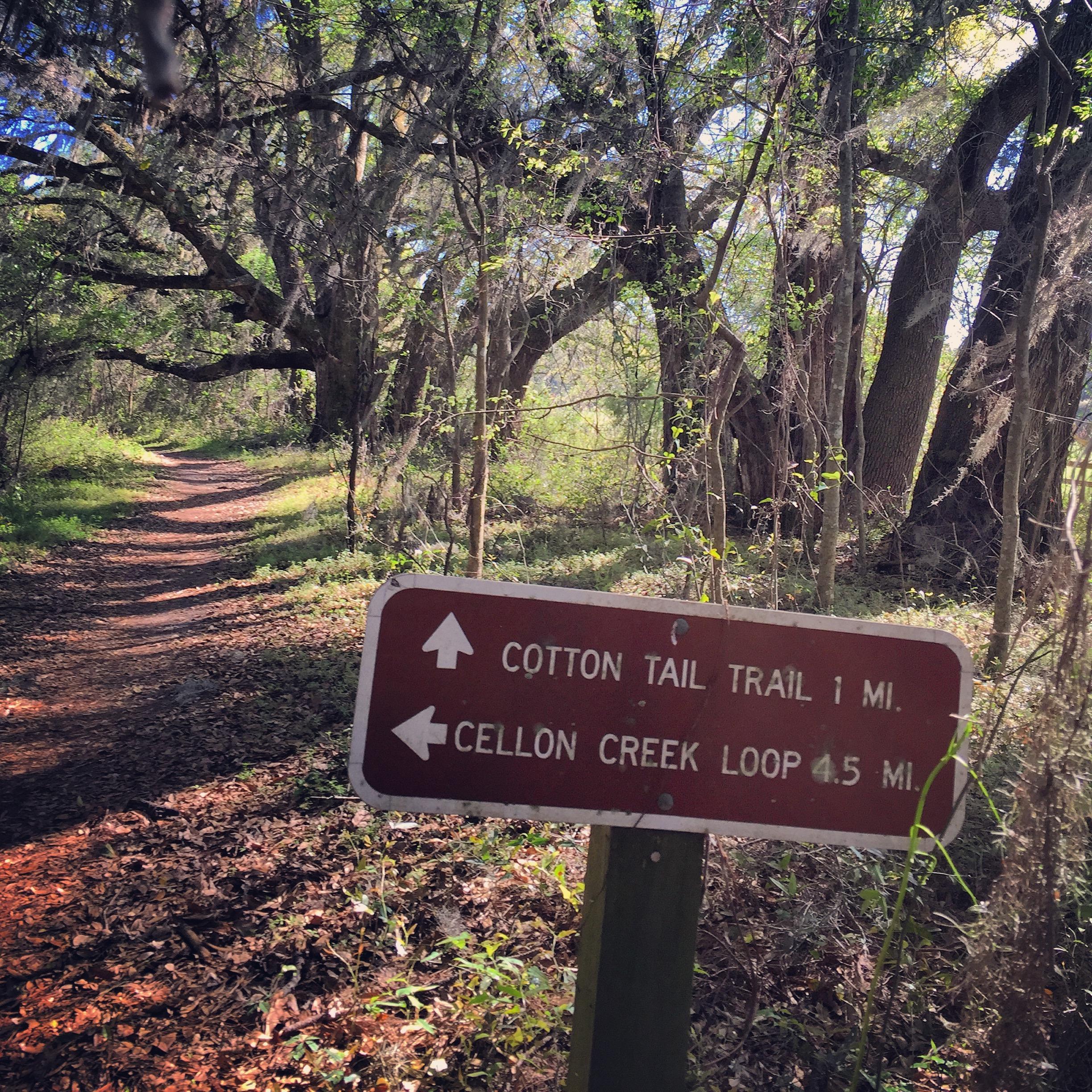 A wooden trail sign indicating directions for the Cotton Tail Trail (1 mile) and Cellon Creek Loop (0.5 miles) amidst a lush, green forest setting with a dirt path visible in the background. San Felasco Hammock Preserve mountain bike trail.