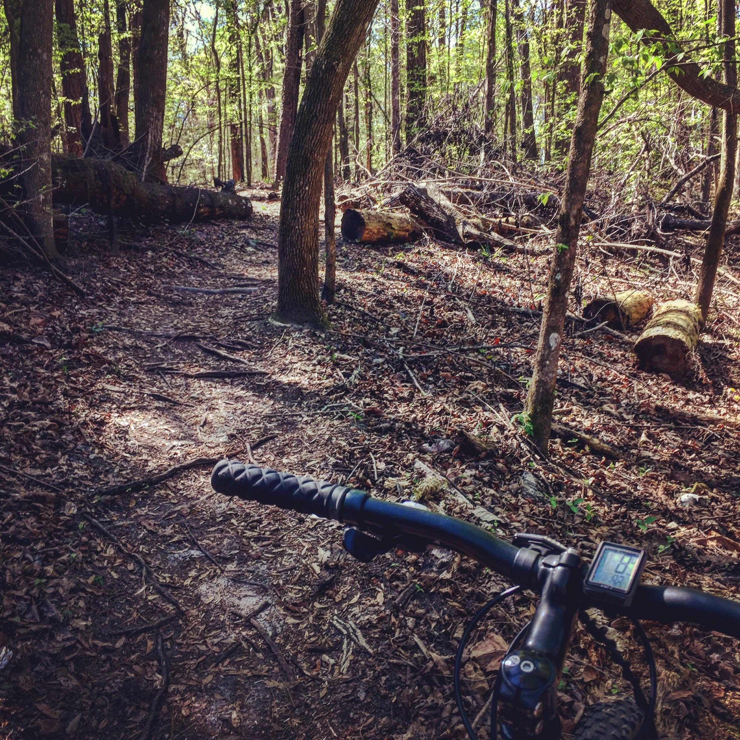 Gary Fisher Marlin: Close-up view of a bicycle handlebar in a wooded area, with a dirt path winding through trees and fallen logs. Sunlight filters through the leaves, illuminating the forest floor covered in leaves and small branches. A digital display on the bike shows the ride statistics.