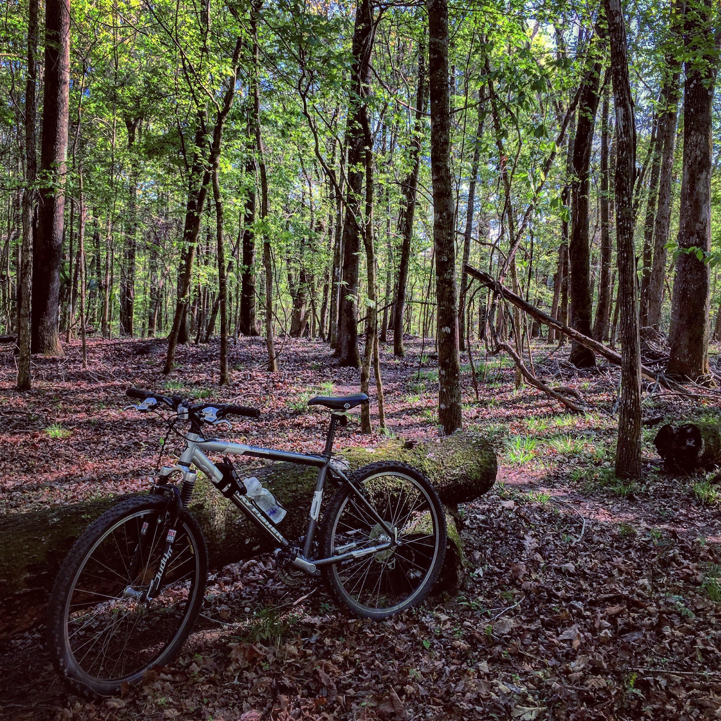 Gary Fisher Marlin: A mountain bike resting against a fallen log in a serene forest. Tall trees with fresh green leaves surround the area, while the ground is covered with leaves and patches of grass, creating a peaceful outdoor scene.