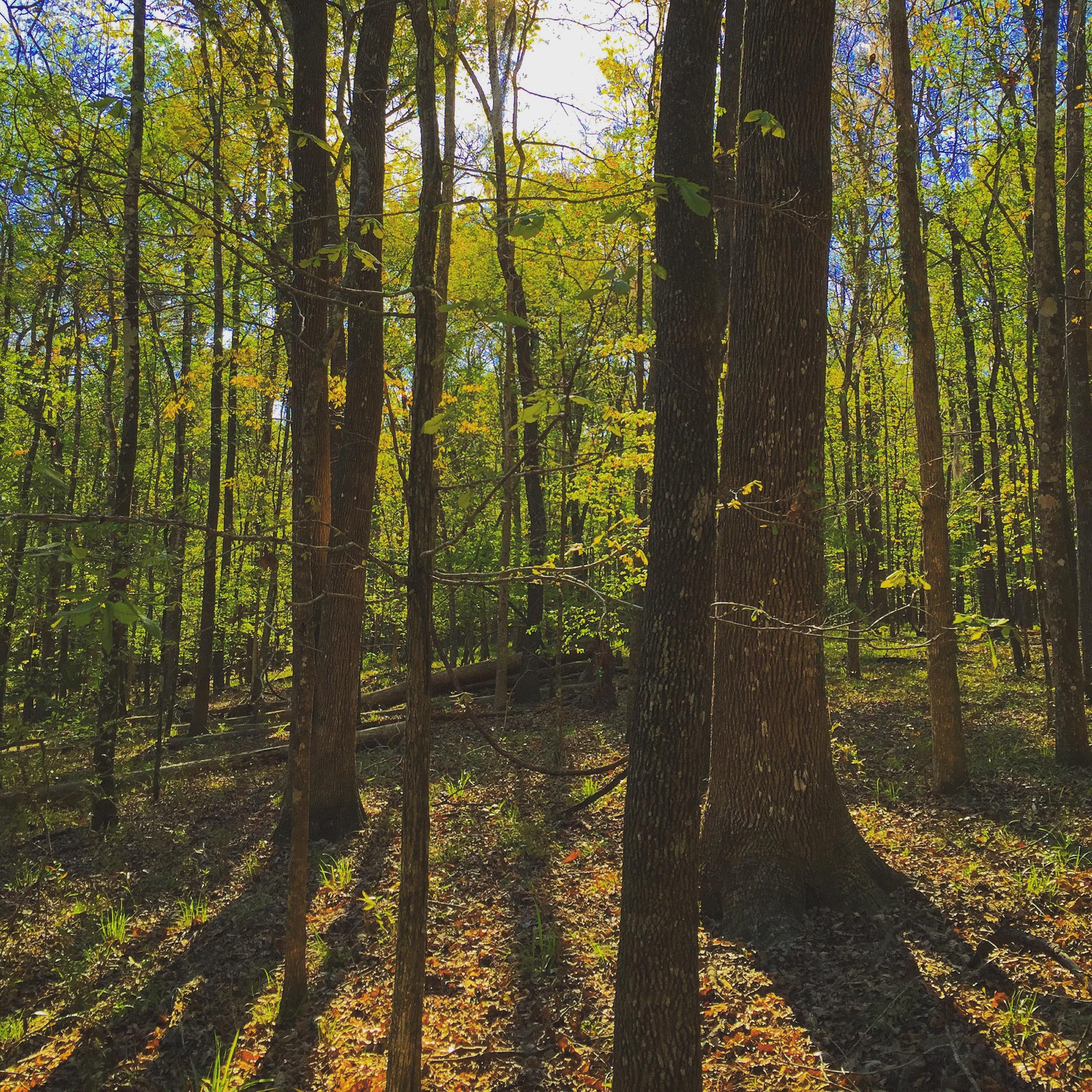 A sunlit forest scene featuring tall trees with green leaves and scattered patches of sunlight filtering through the canopy. The ground is covered with fallen leaves and small plants, creating a peaceful and natural atmosphere. San Felasco Hammock Preserve mountain bike trail.