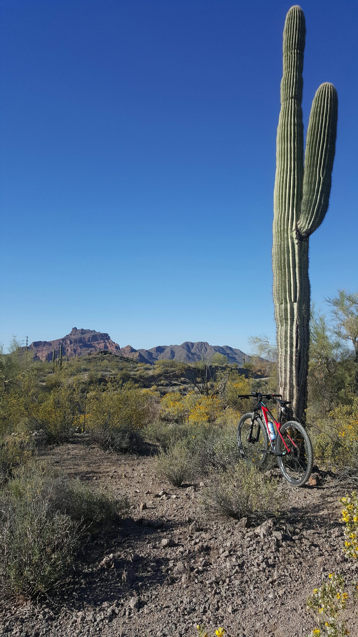 A scenic view of a desert landscape featuring a tall cactus with a mountain range in the background. In the foreground, a mountain bike leans against the cactus, surrounded by rocky terrain and sparse vegetation under a clear blue sky. Hawes Loop mountain bike trail.