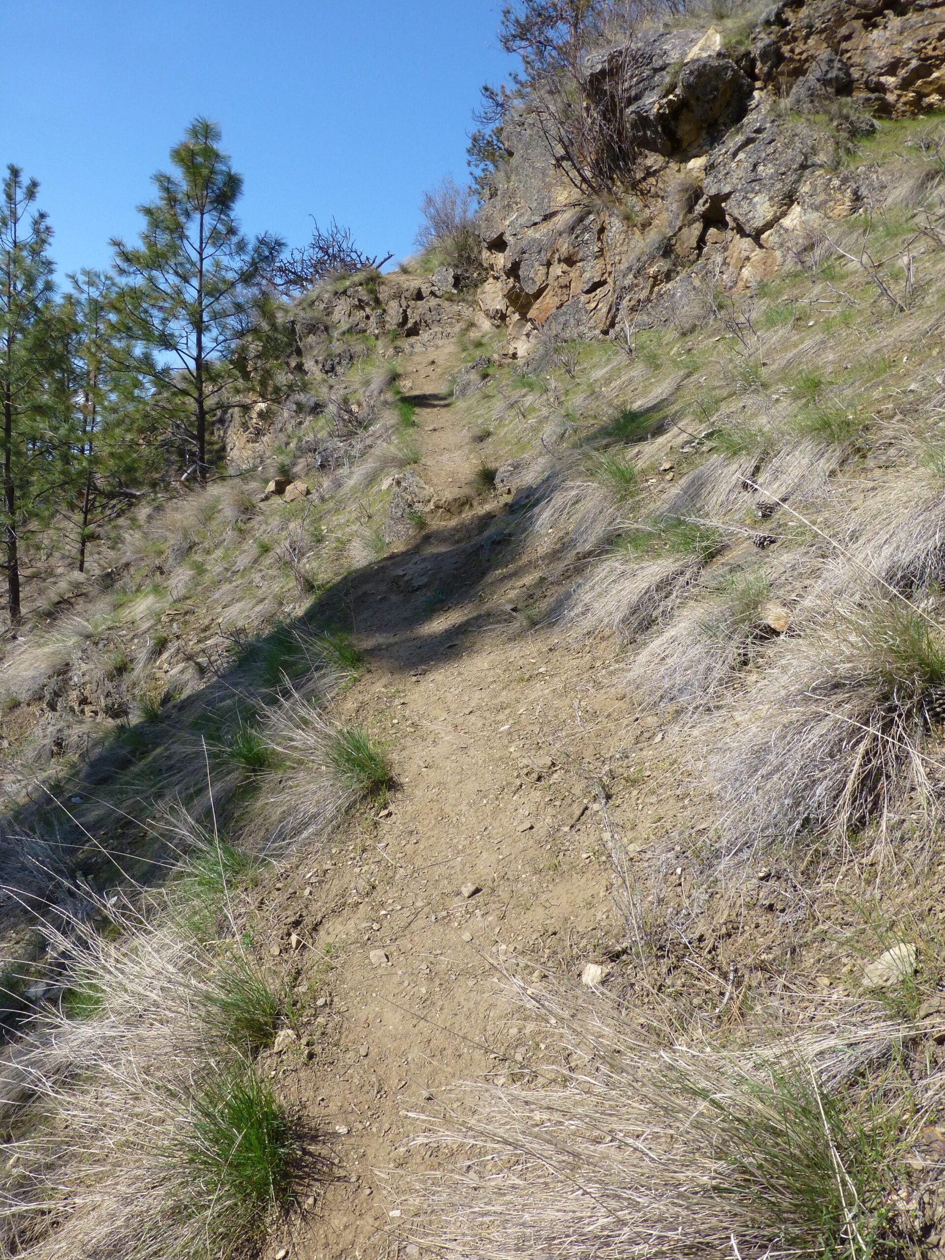 A narrow dirt trail winding up a hillside, surrounded by sparse grass and rocky terrain, with pine trees visible in the background under a clear blue sky. Kalamalka Lake Provincial Park mountain bike trail.
