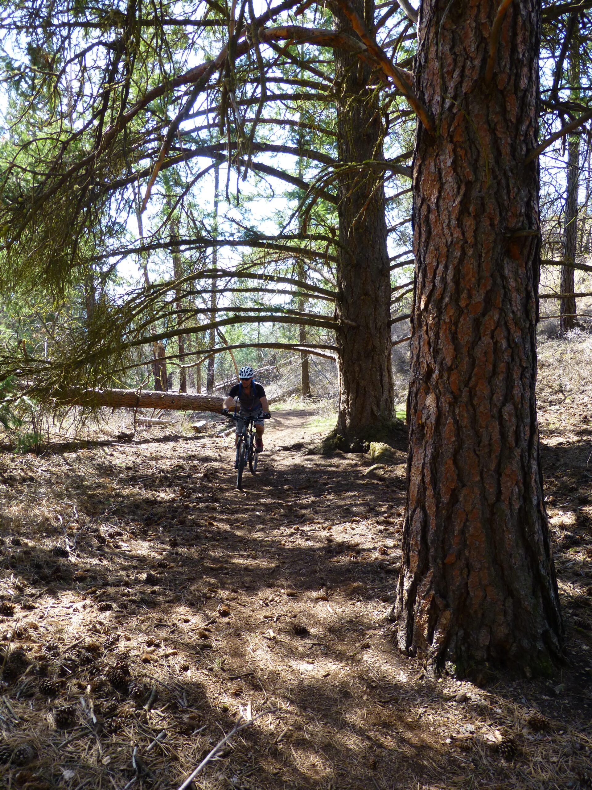 A cyclist riding through a wooded trail surrounded by tall trees, with low-hanging branches and a carpet of pine needles and cones on the ground. The scene features sunlight streaming through the foliage, creating a vibrant and serene outdoor atmosphere. Kalamalka Lake Provincial Park mountain bike trail.