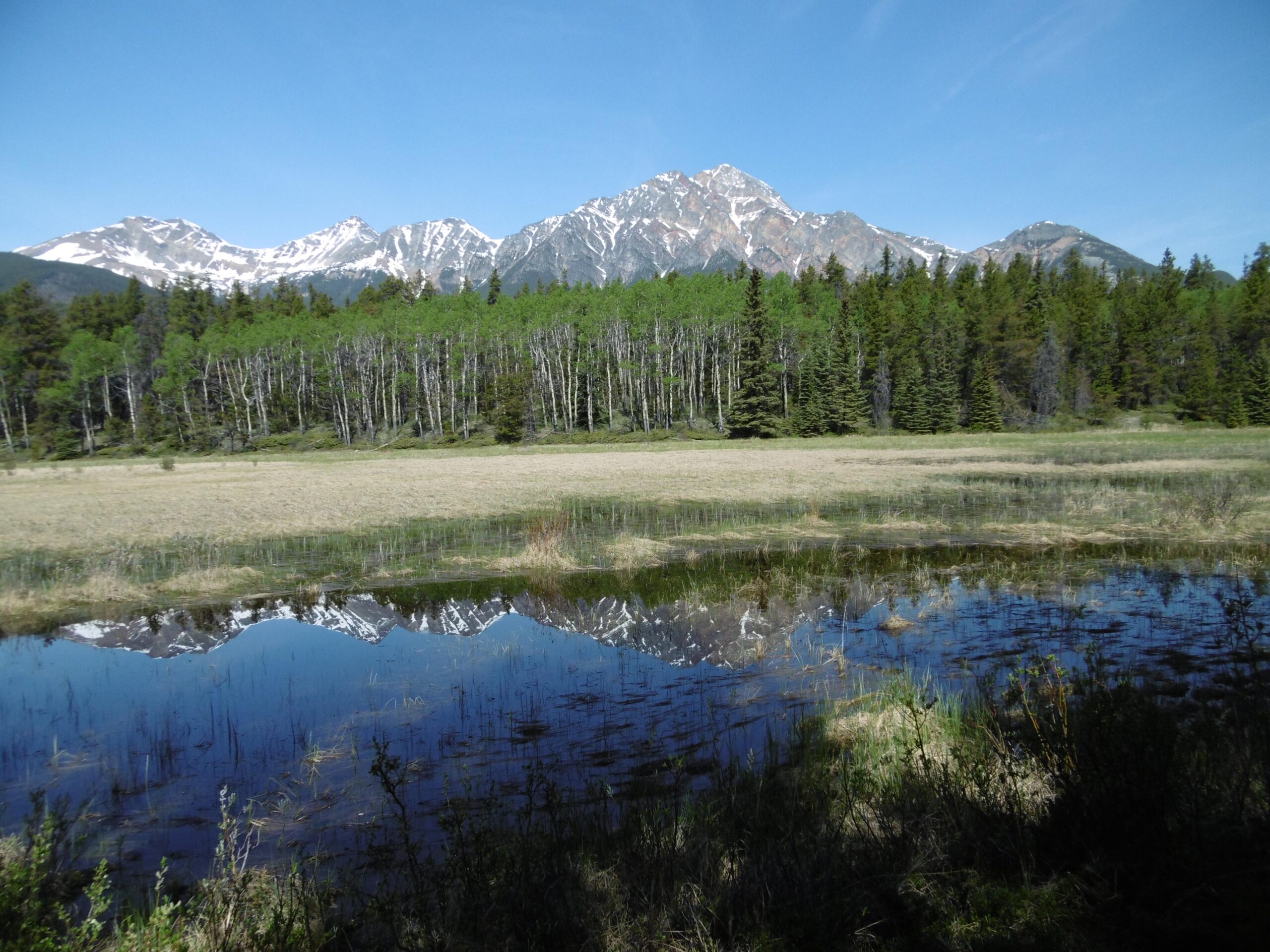 A serene landscape featuring a clear blue sky above a tranquil pond. Snow-capped mountains rise in the background, reflecting beautifully in the water. The foreground includes a grassy field and a grove of green-leaved trees, surrounded by dense evergreen forest. Hochimini mountain bike trail.