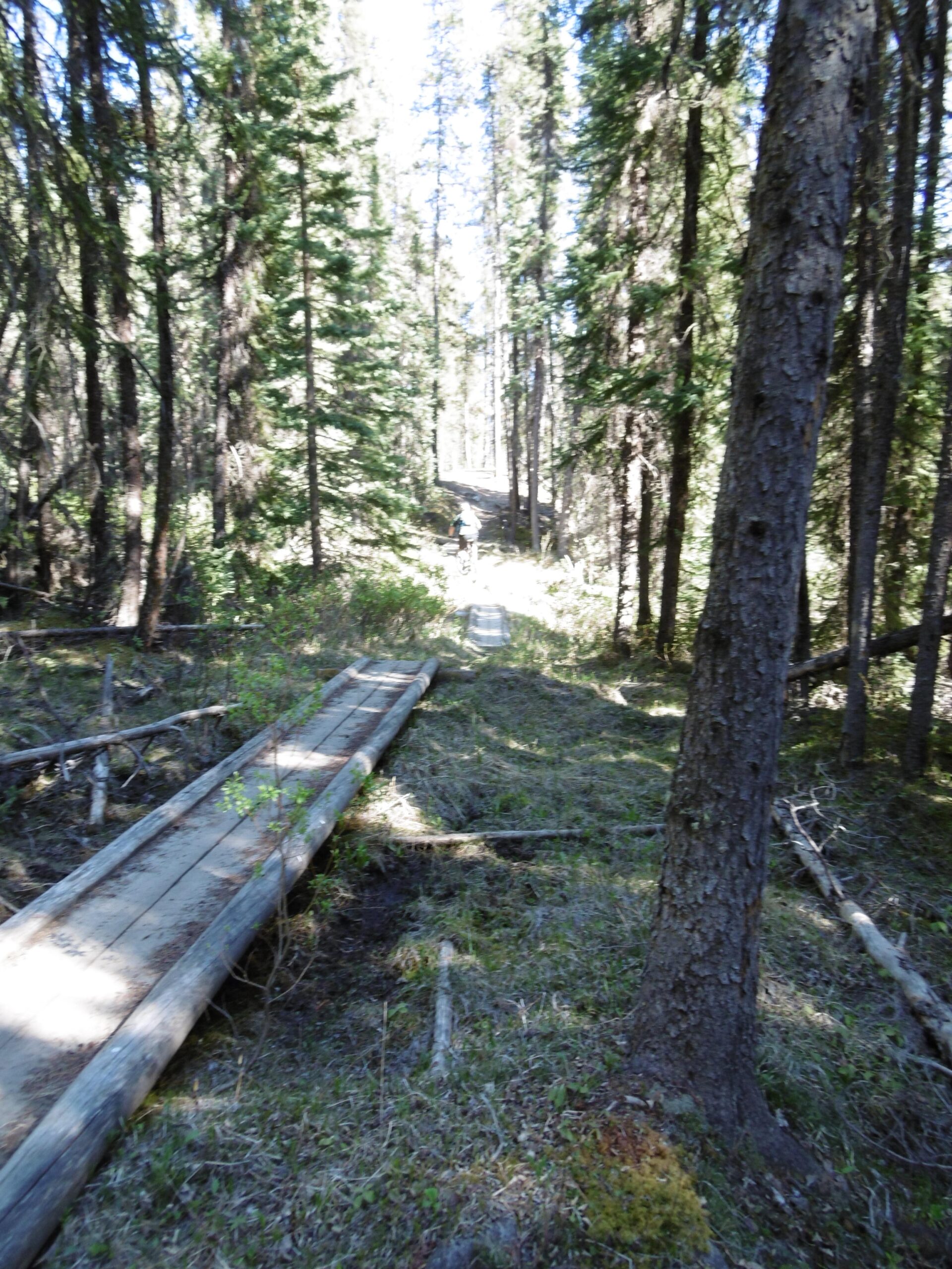 A peaceful forest scene featuring a wooden boardwalk leading through tall pine trees and greenery. Sunlight filters through the branches, creating dappled light on the ground. A person can be seen in the distance walking along the trail. 20-mile loop / Saturday Night Lake Loop mountain bike trail.
