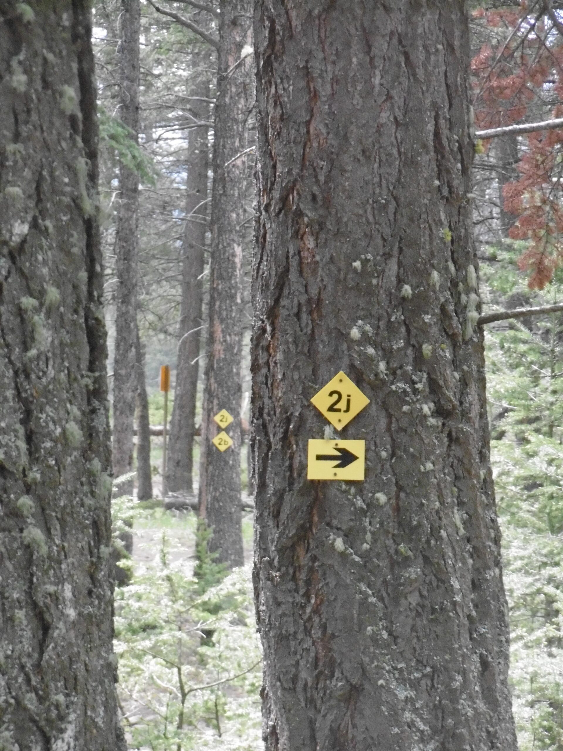 Yellow trail markers on tree trunks in a forest, indicating route directions with symbols for trails labeled "2j" and "2b," surrounded by tall pine trees and sparse underbrush. Pyramid Bench mountain bike trail.