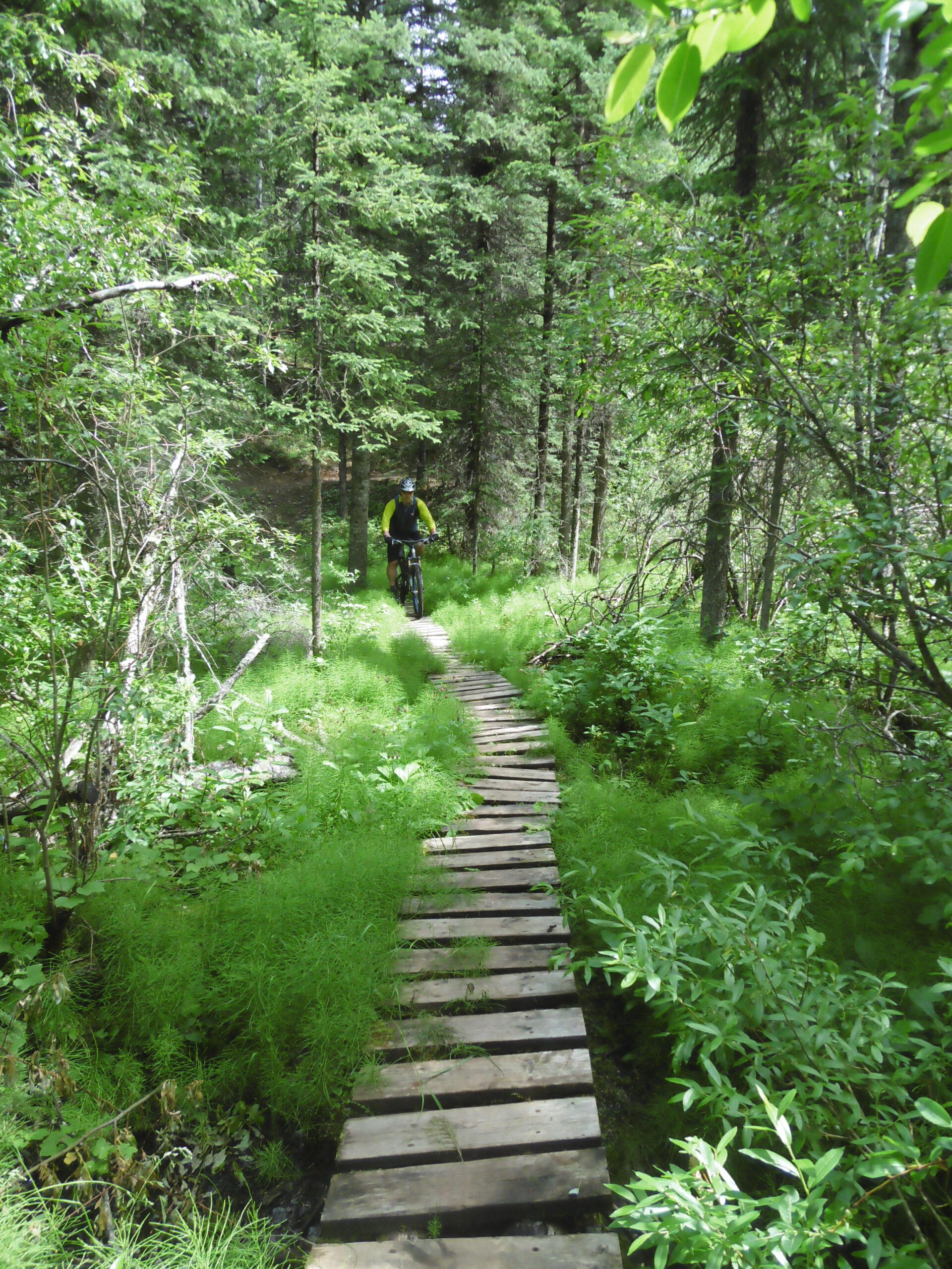 A mountain biker riding along a wooden boardwalk path through a lush green forest, surrounded by tall trees and dense undergrowth. Happy Creek Trail System mountain bike trail.