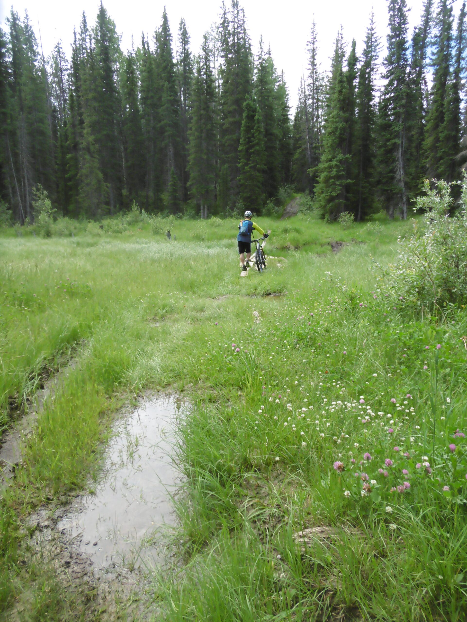 A person walking a bicycle through a grassy trail surrounded by tall pine trees and wildflowers on either side. The scene is characterized by lush green vegetation and a small puddle along the path, creating a serene and natural outdoor setting. Happy Creek Trail System mountain bike trail.