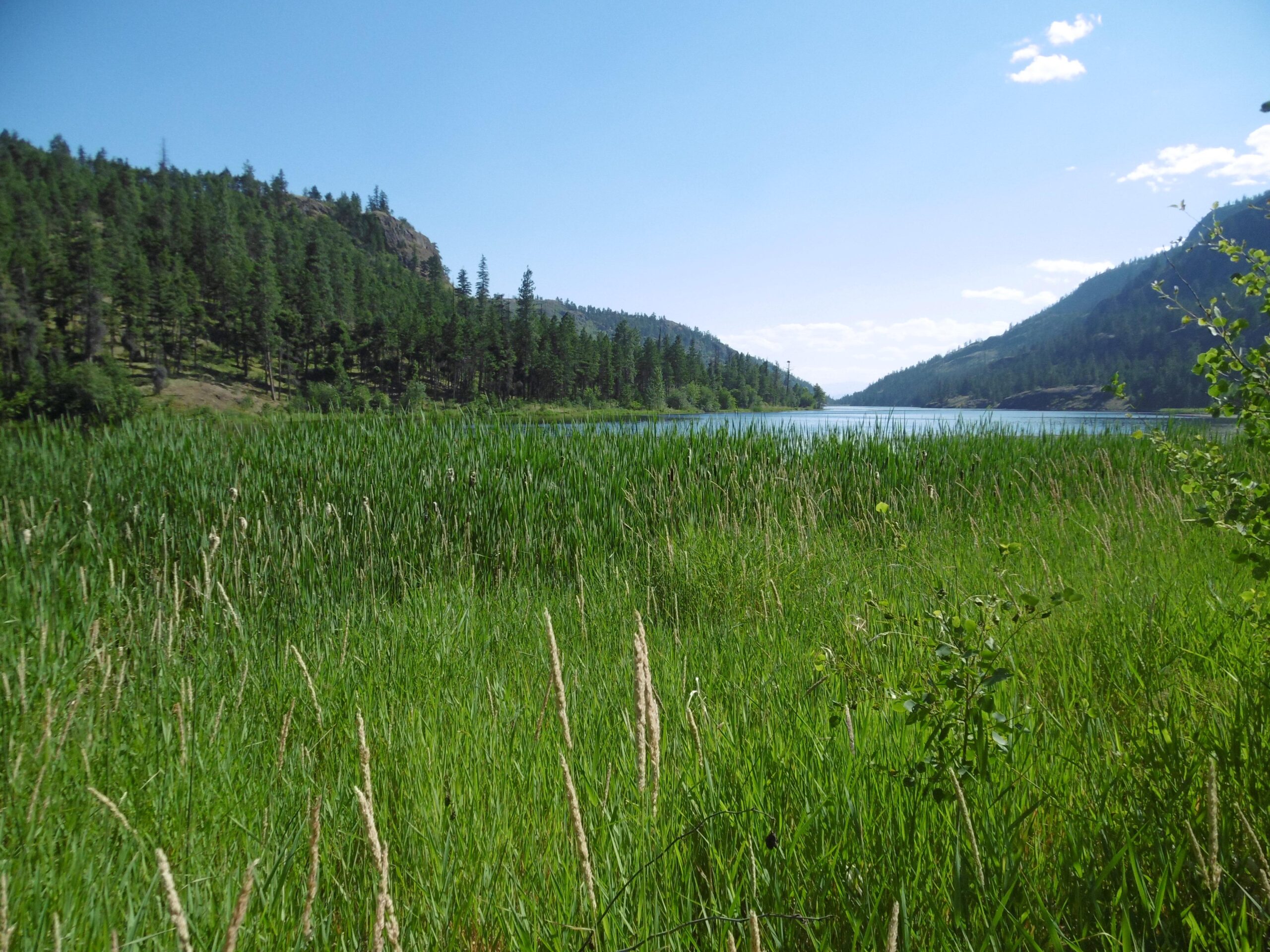 A scenic landscape featuring a calm body of water bordered by tall green grasses and reeds, set against a backdrop of lush, forested hills under a blue sky with scattered clouds. Rose Valley Resevoir mountain bike trail.