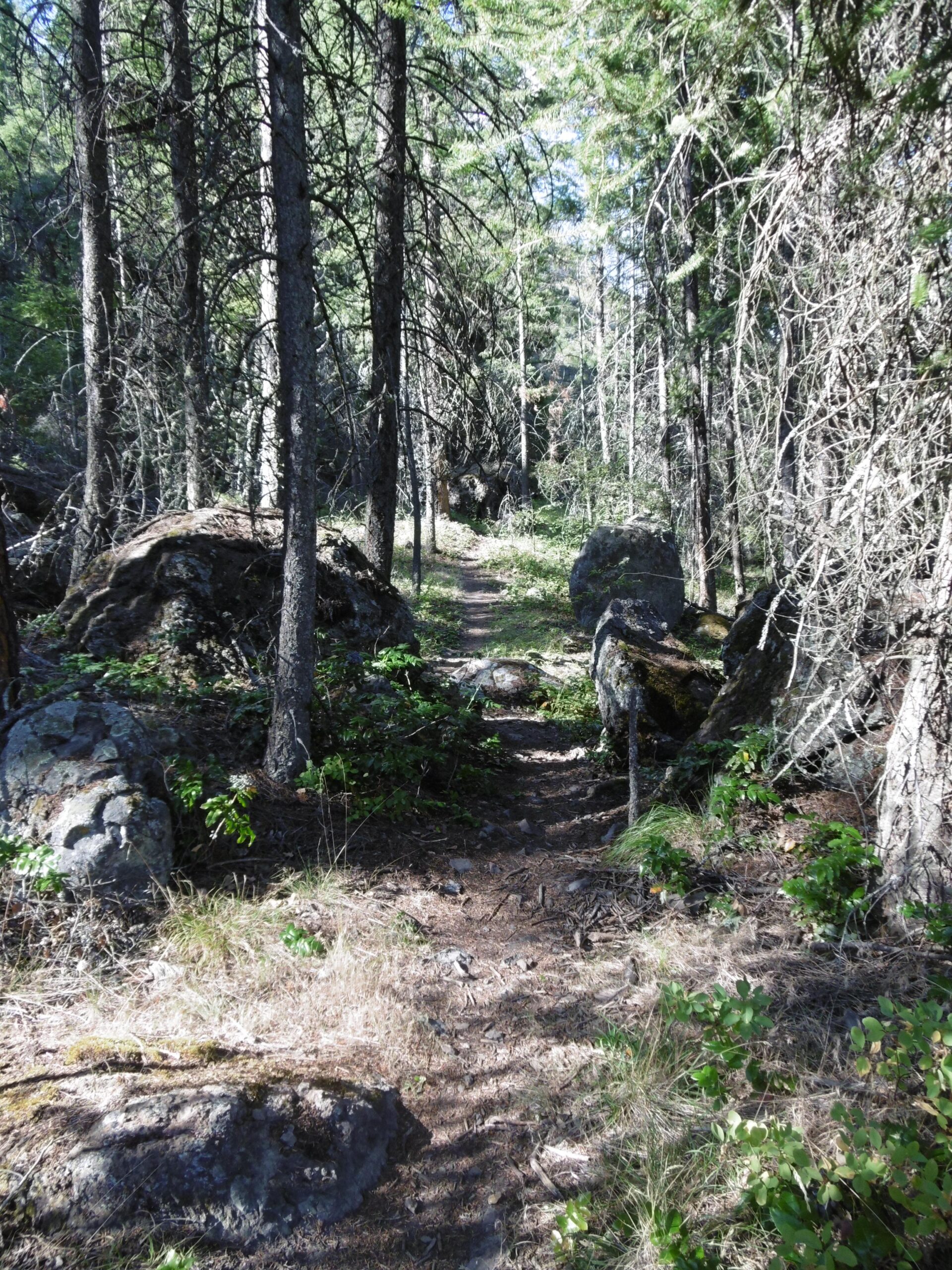 A narrow dirt path winding through a wooded area, surrounded by tall trees and large rocks. Sunlight filters through the branches, illuminating patches of grass and underbrush along the trail. Rose Valley Resevoir mountain bike trail.