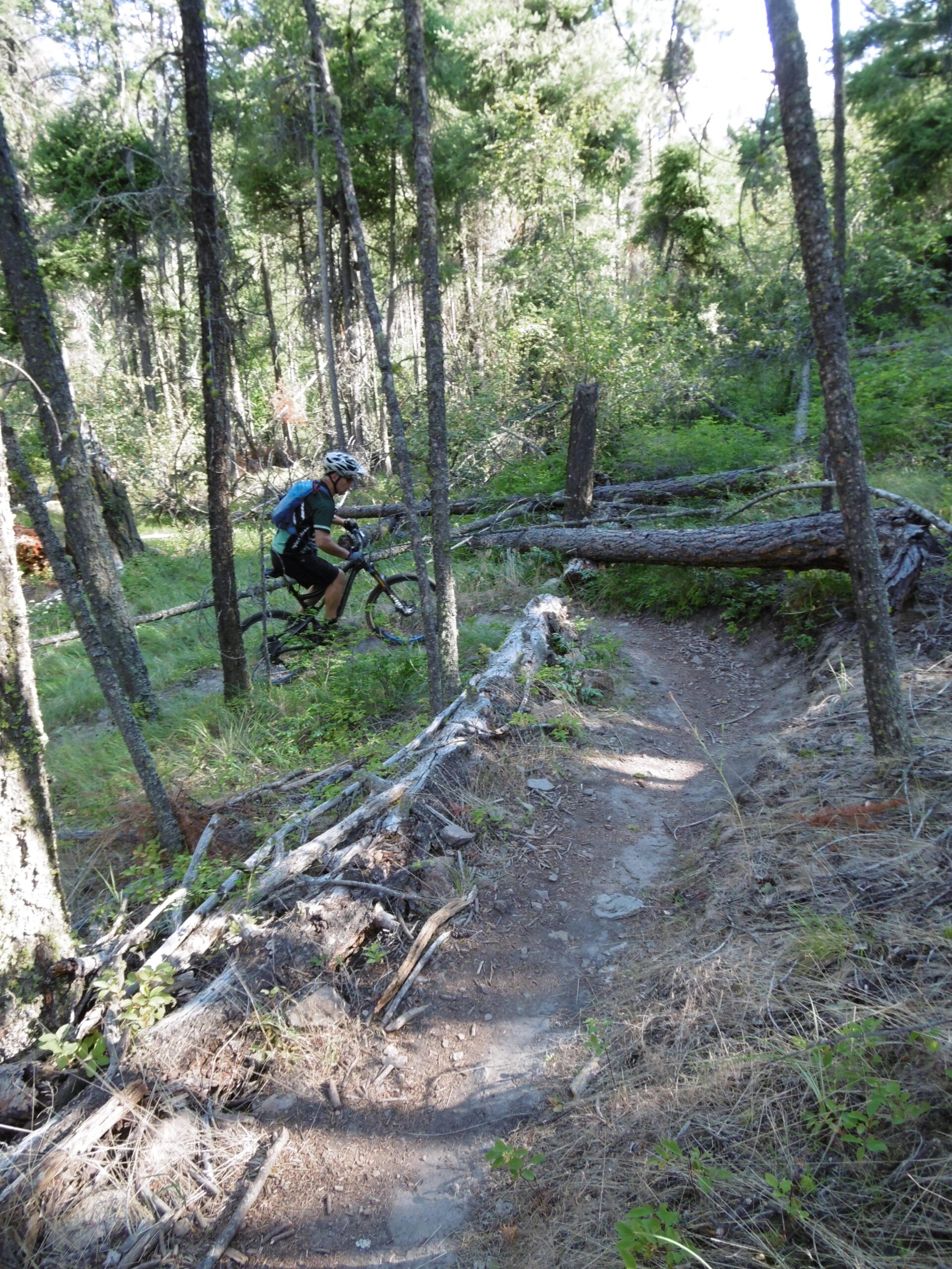 A cyclist riding a mountain bike along a narrow trail in a forested area, surrounded by trees and fallen logs. The trail appears to be rugged with patches of dirt and grass. Sunlight filters through the trees, creating a dappled light effect on the trail. Rose Valley Resevoir mountain bike trail.