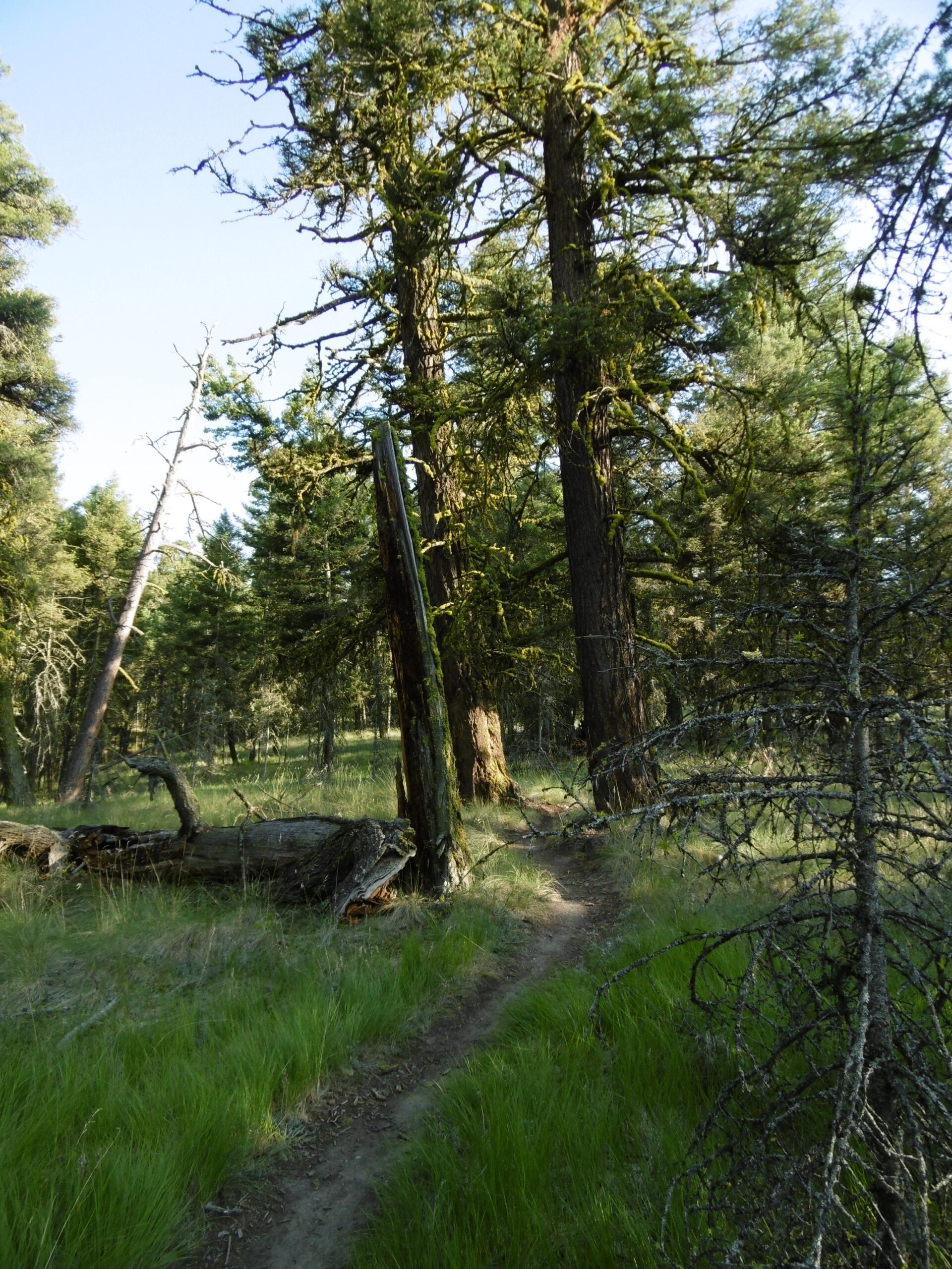 A narrow dirt pathway winding through a lush forest filled with tall trees. Sunlight filters through the branches, illuminating patches of green grass and moss-covered logs on the ground. Pineview mountain bike trail.