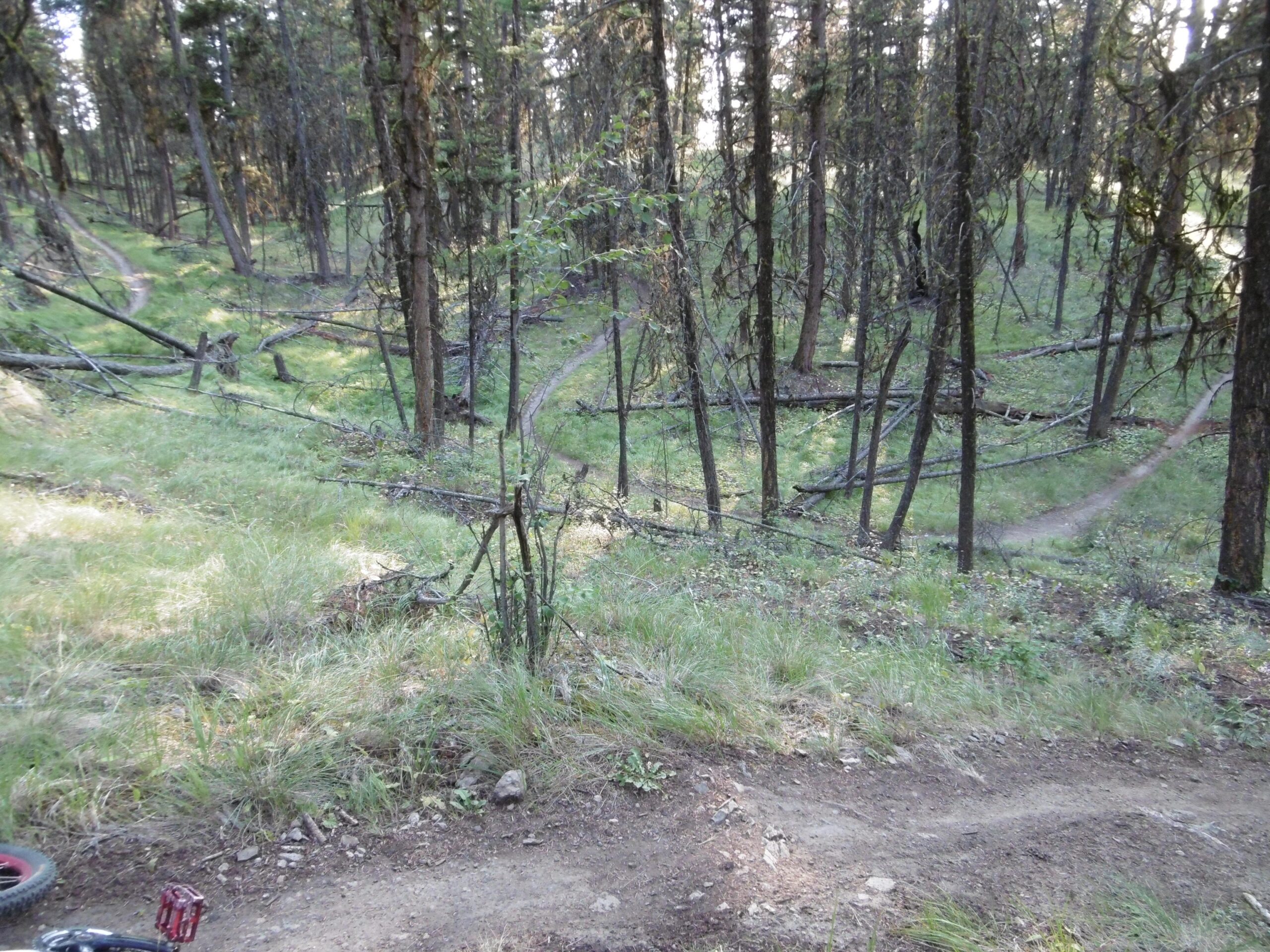 A winding dirt trail surrounded by lush green grass and densely packed trees, with fallen branches scattered throughout the forest floor. The scene captures a natural, serene landscape ideal for outdoor activities like hiking or biking. Pineview mountain bike trail.