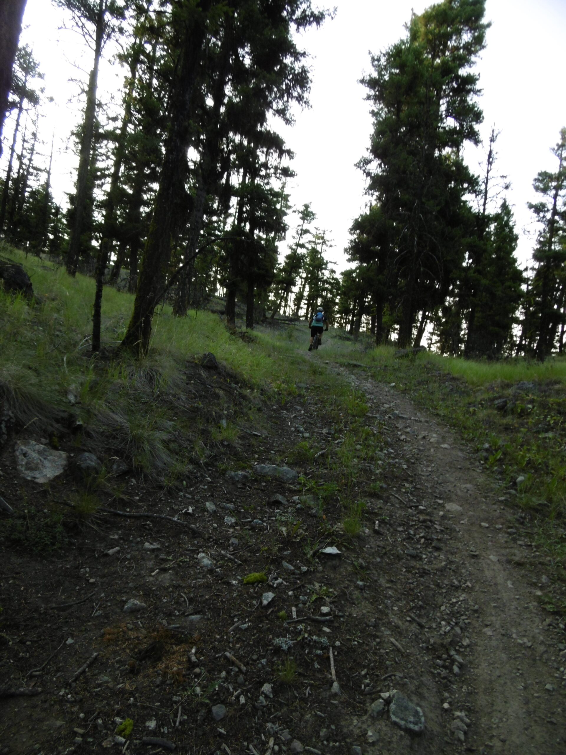 A person walking along a narrow dirt trail through a forested area, surrounded by tall trees and grassy undergrowth, with a soft, diffused light suggesting early morning or late afternoon. Pineview mountain bike trail.
