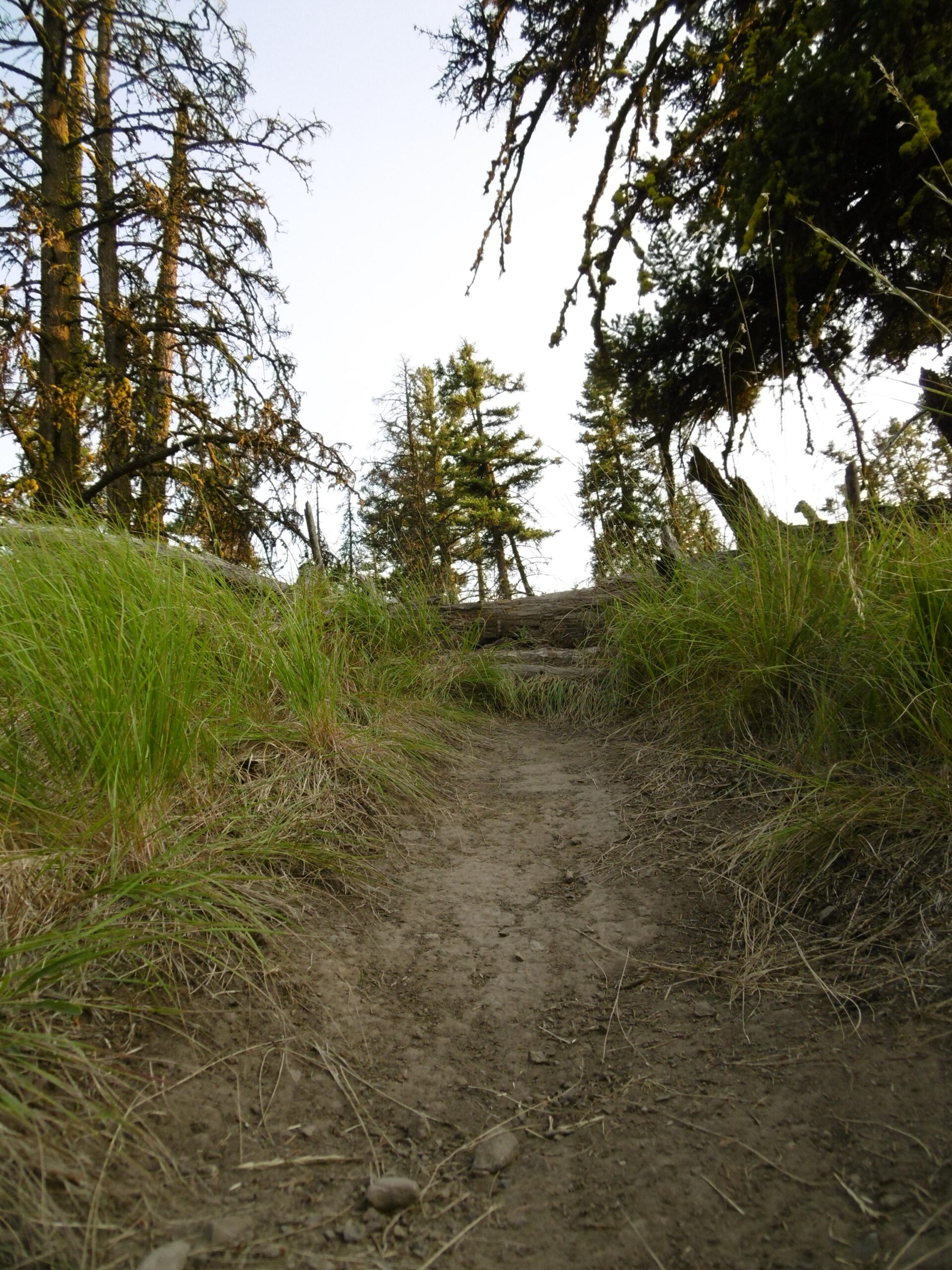A narrow dirt path winds between tall grasses and trees, leading uphill toward a clear sky. The scene captures a peaceful moment in a natural setting, surrounded by greenery and earthy tones. Pineview mountain bike trail.