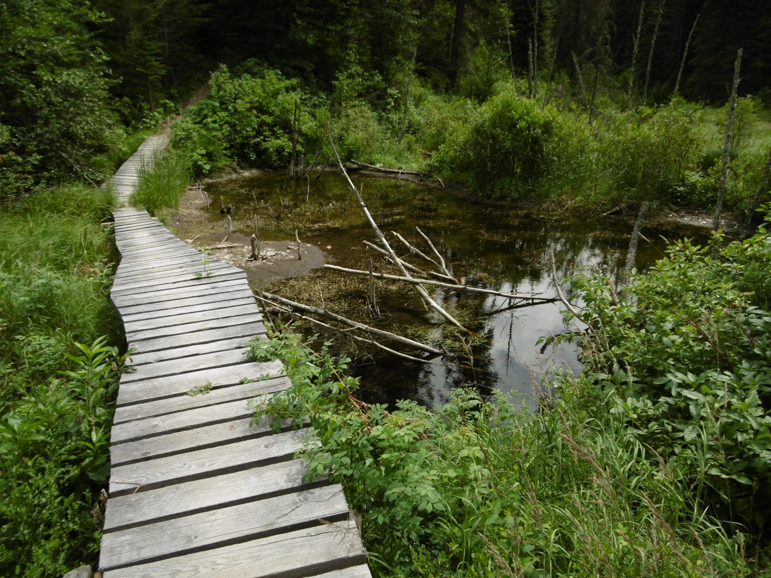 A winding wooden boardwalk leads through lush green vegetation alongside a small pond, with fallen branches scattered in the water. Tall grasses and shrubs frame the scene, indicating a serene natural setting surrounded by trees. Moonraker Trails mountain bike trail.