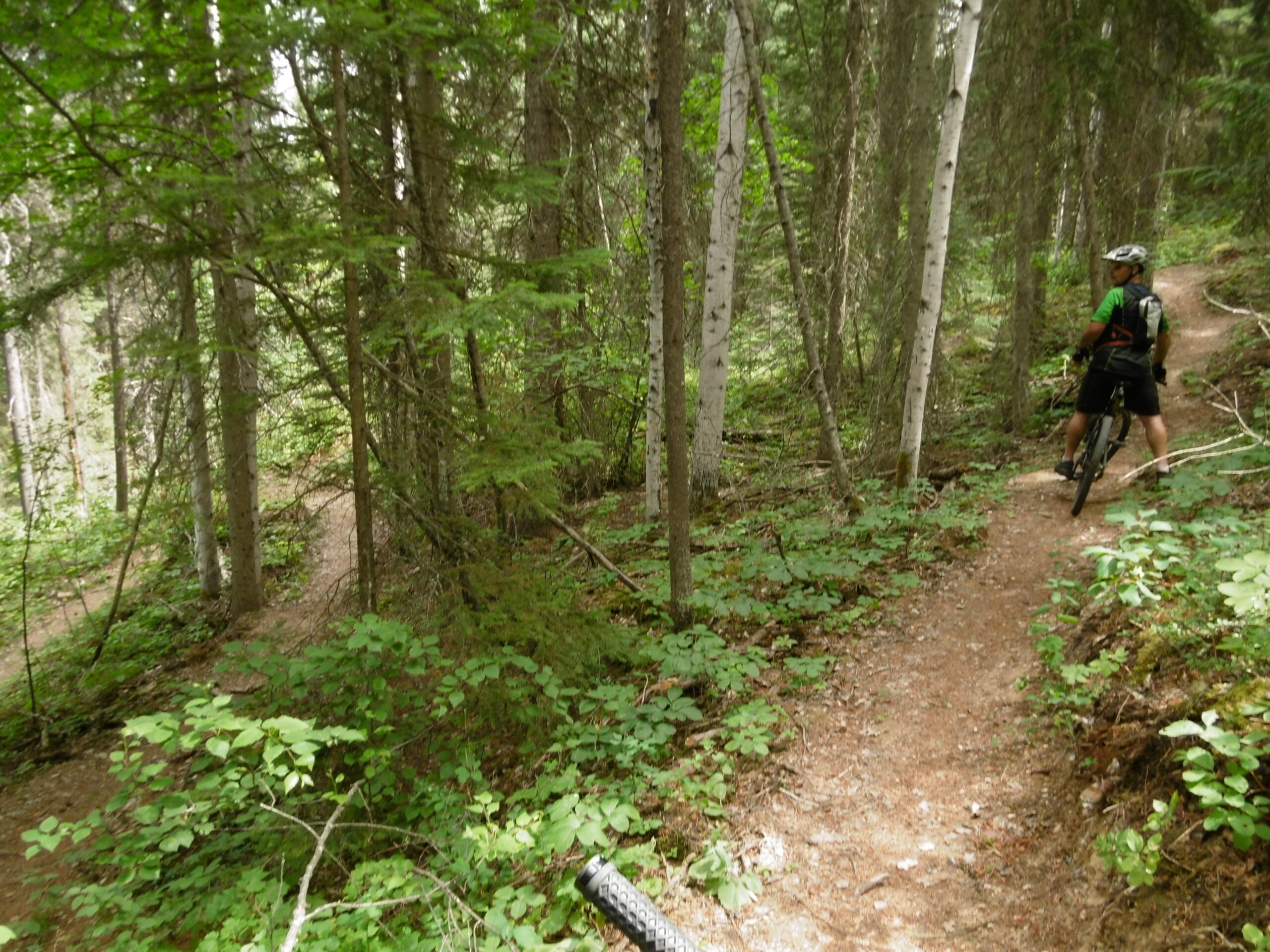 Person riding a mountain bike on a narrow dirt trail surrounded by dense green foliage and trees in a forest setting. Moonraker Trails mountain bike trail.
