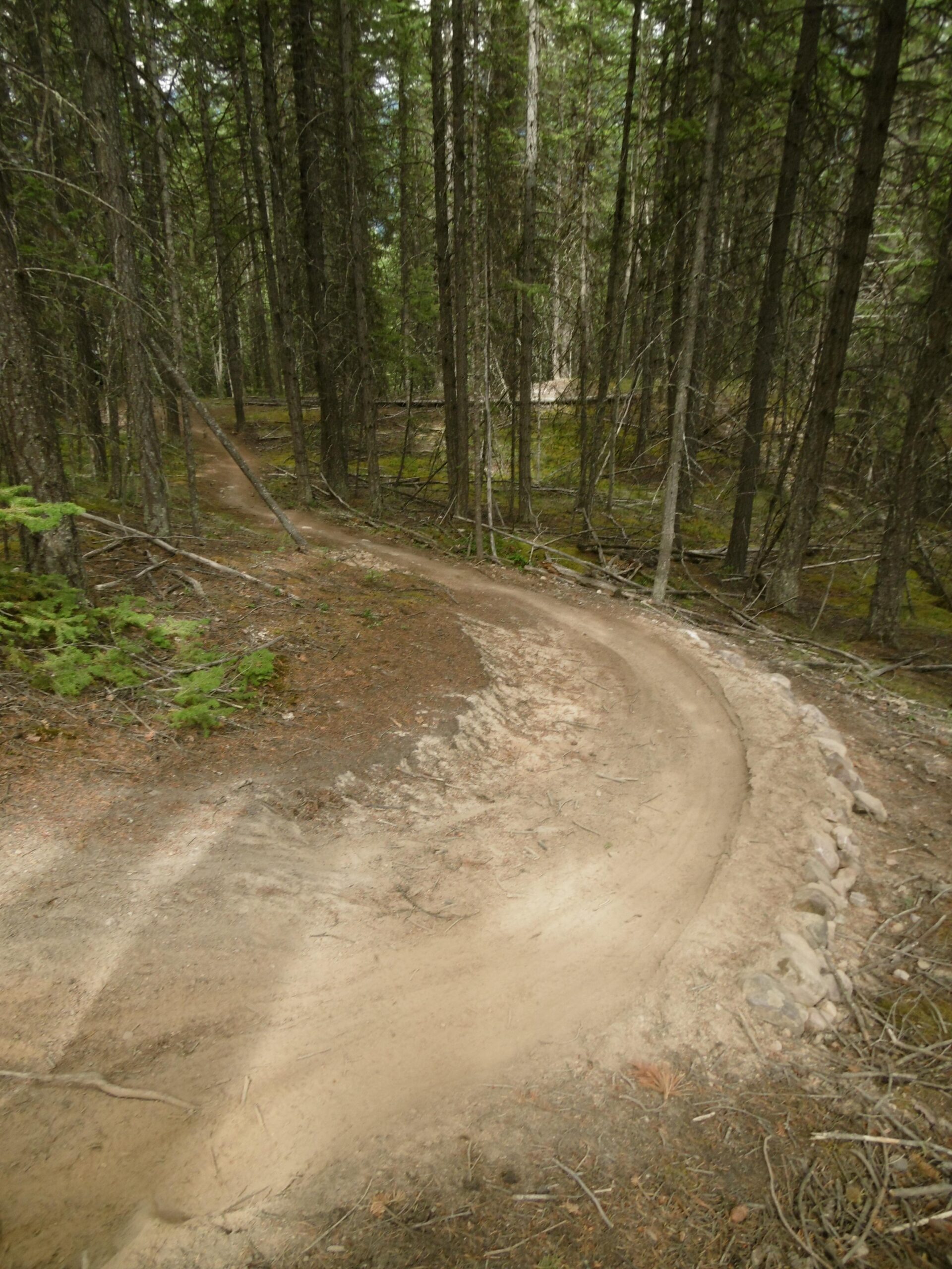 A winding dirt trail surrounded by tall trees in a lush forest, with soft soil and scattered branches lining the path. The trail curves gently to the right, leading deeper into the woods. Moonraker Trails mountain bike trail.