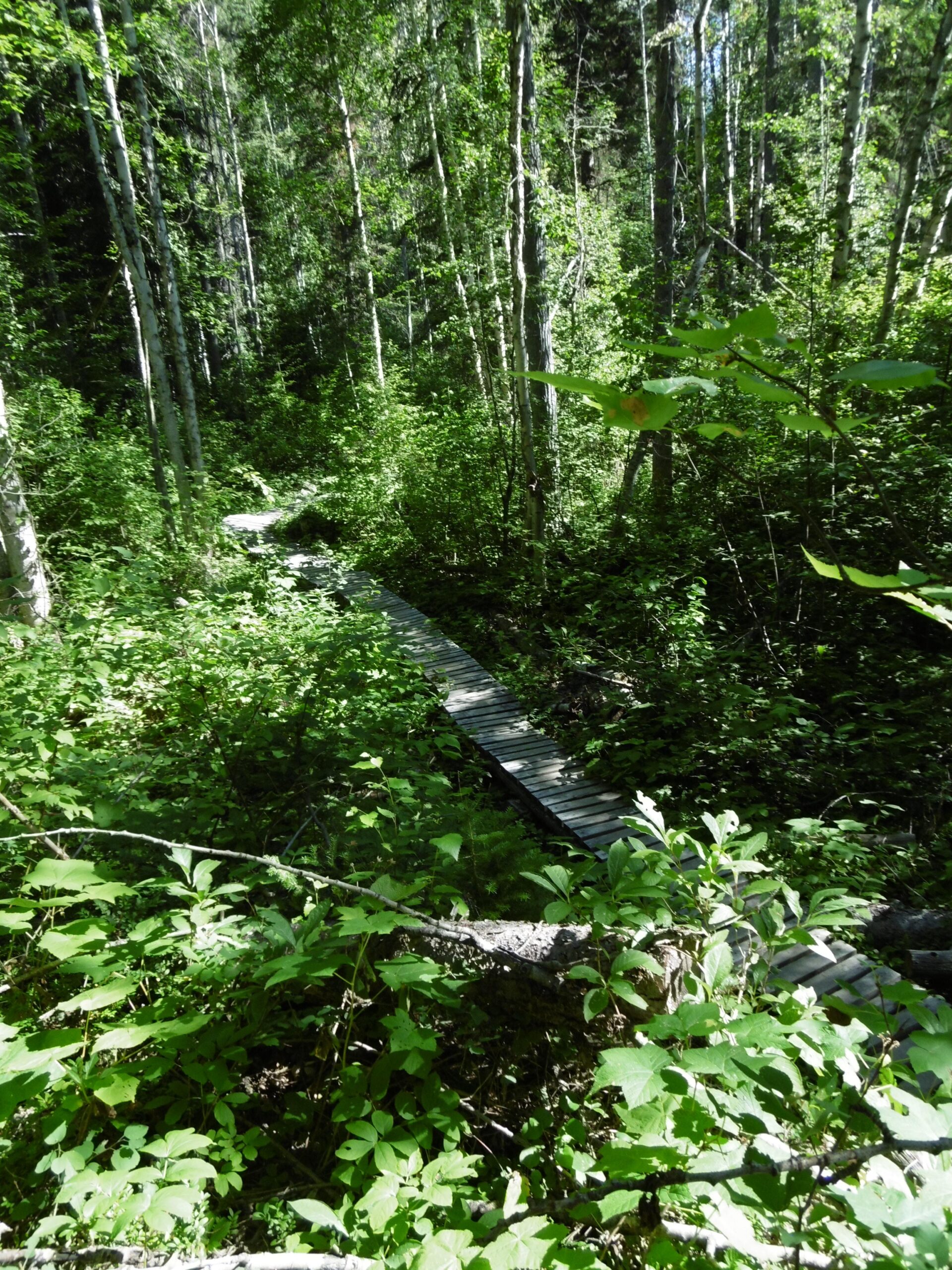 A winding wooden path stretches through a lush green forest, surrounded by vibrant foliage and tall trees. Sunlight filters through the leaves, creating a serene and tranquil atmosphere. Moonraker Trails mountain bike trail.