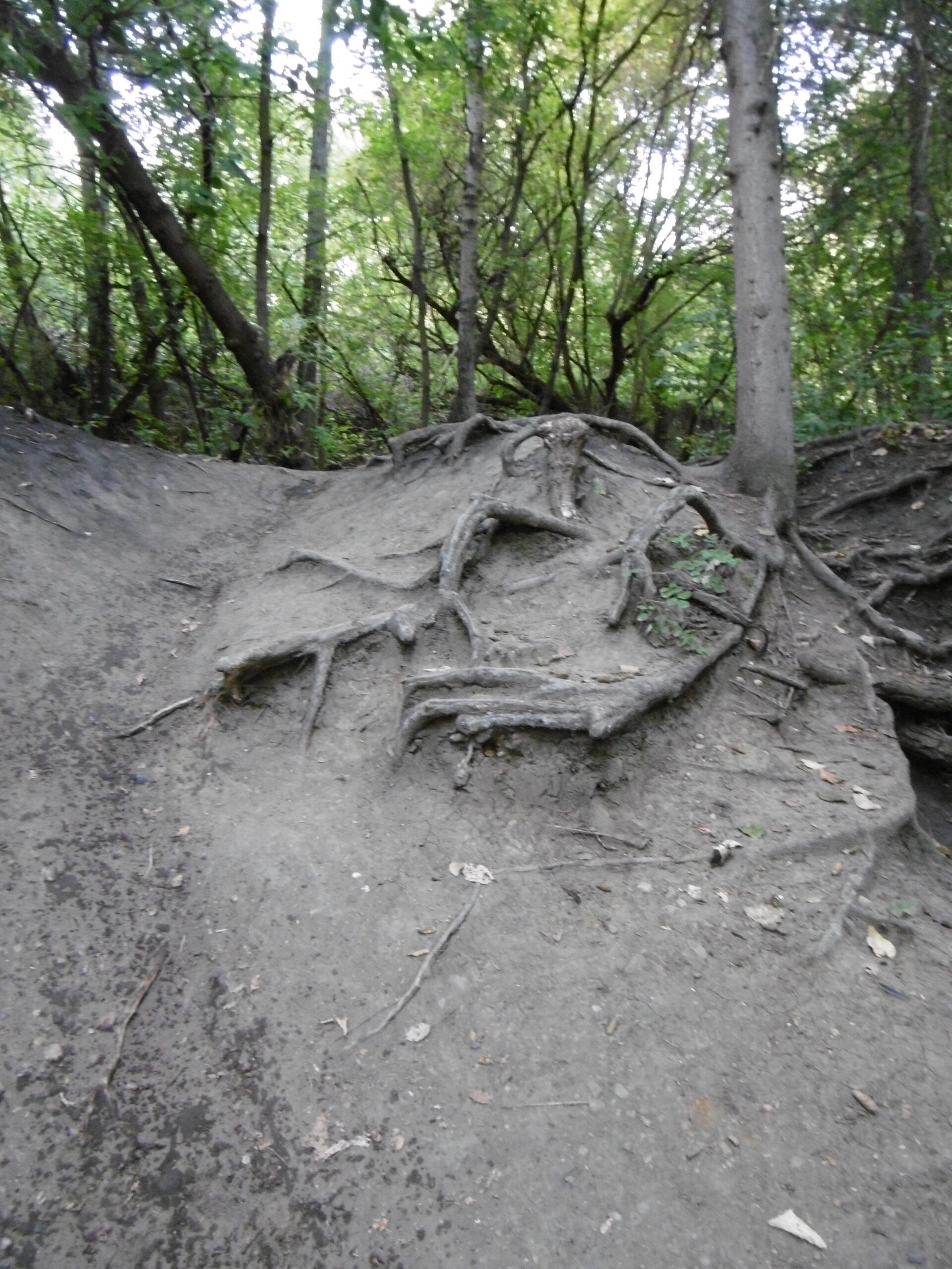 A partially exposed tree root system on a sandy path, surrounded by dense greenery and trees in a natural setting. Mill Creek Ravine (north) mountain bike trail.