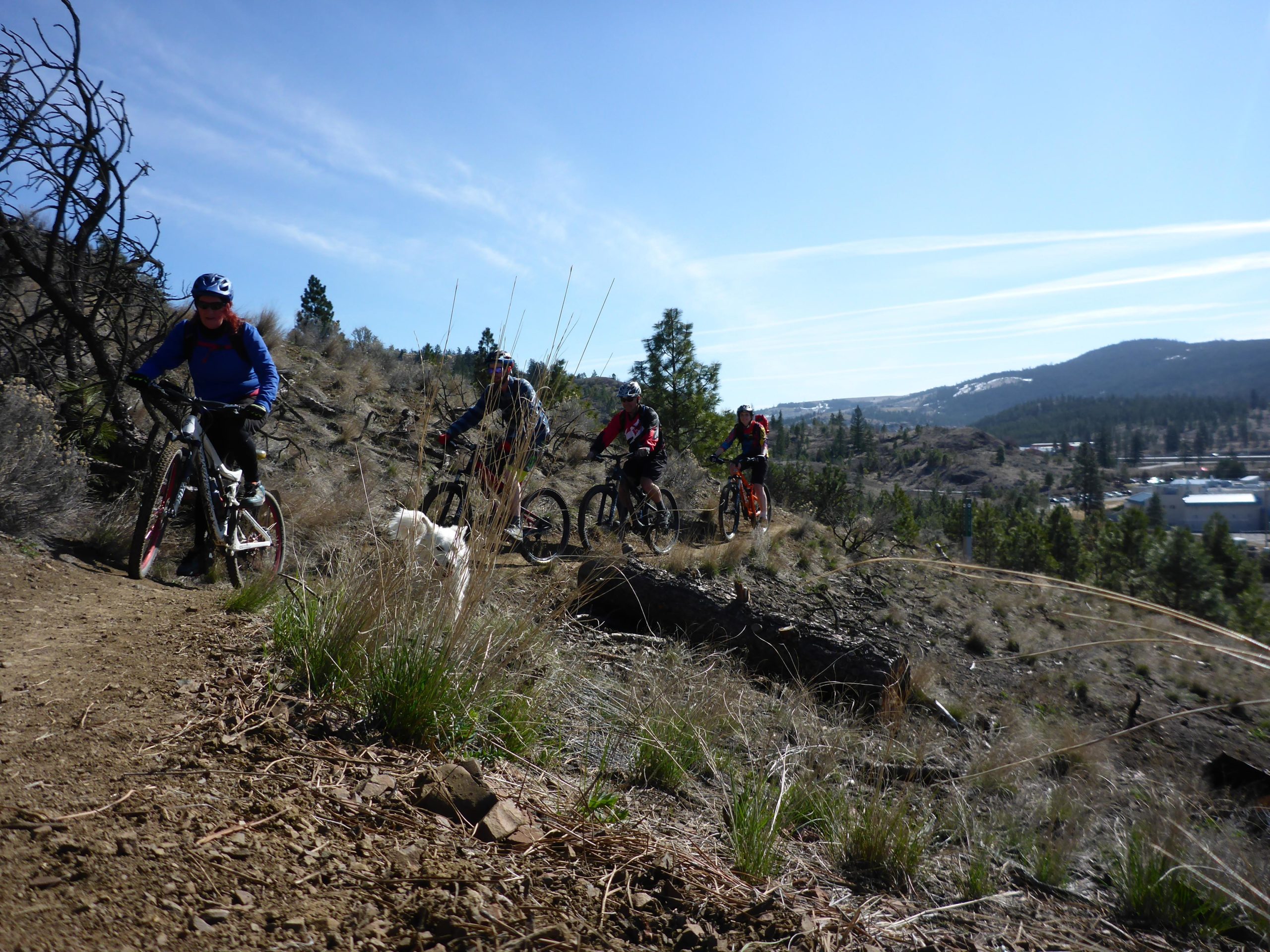 A group of mountain bikers navigates a dirt trail on a sunny day. They are riding through a hilly landscape with sparse vegetation, including dry grass and scattered trees. In the background, there are distant hills and a blue sky with wispy clouds. One biker is in the foreground, leaning into a turn, while others follow behind. A white dog can be seen near the trail. Kenna Cartwright Park mountain bike trail.