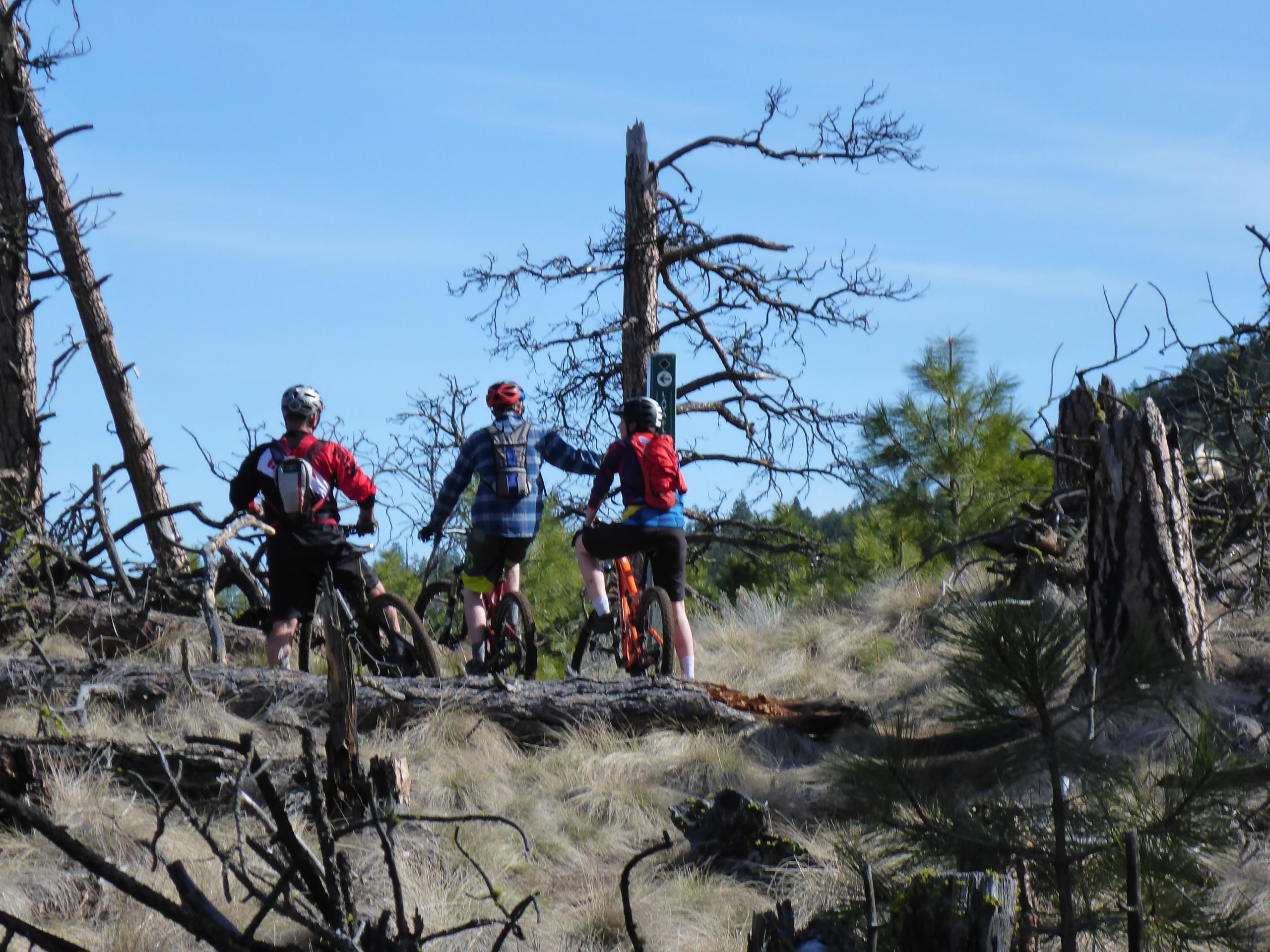 Three mountain bikers pause on a trail among grassy terrain and sparse trees. Two cyclists stand with their bikes while looking at a trail sign ahead. The scene includes fallen tree trunks and a clear blue sky in the background. Kenna Cartwright Park mountain bike trail.