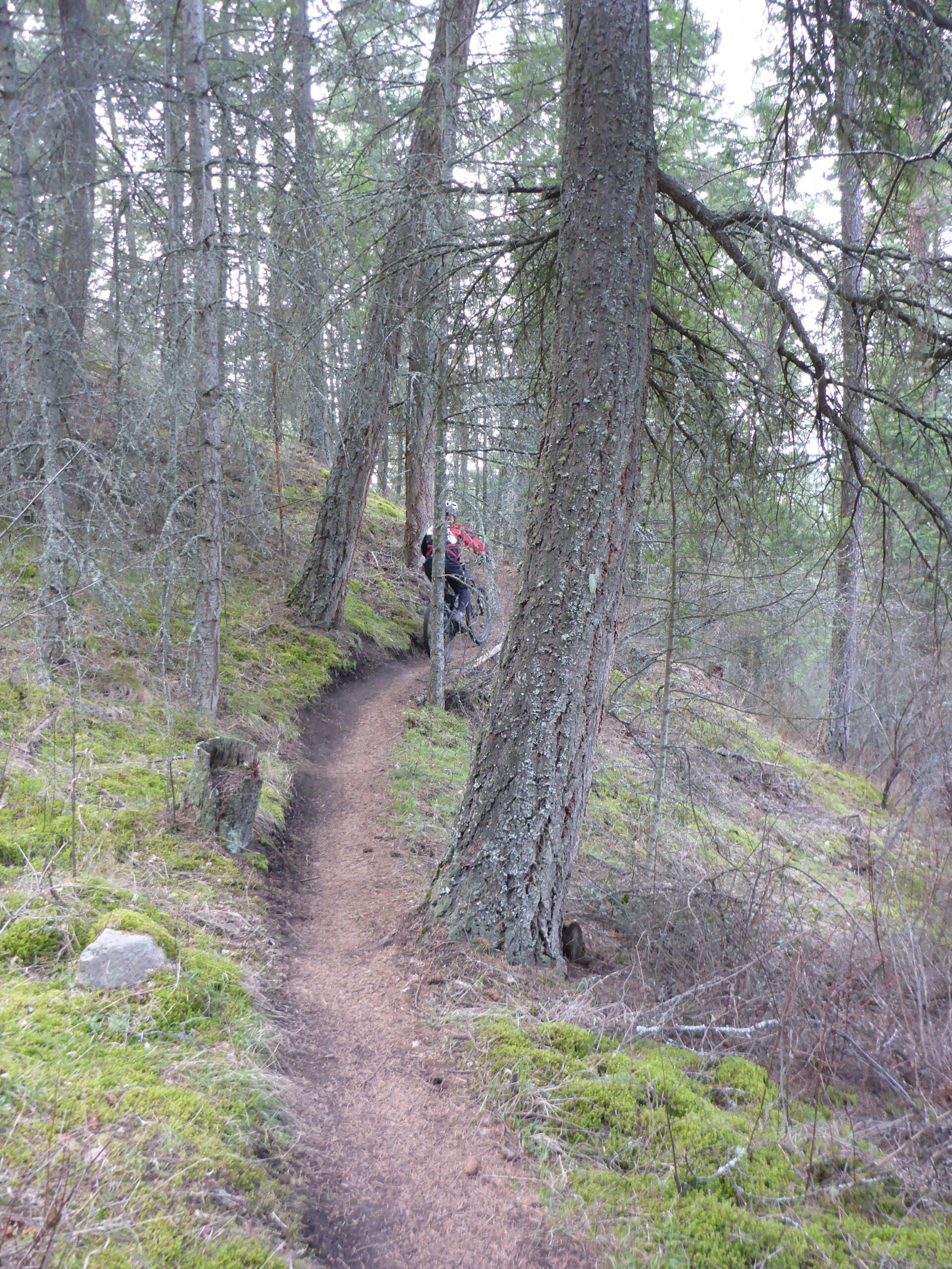 A narrow dirt path winding through a forest, flanked by tall trees and patches of green moss. In the background, a person is partially visible, indicating a sense of outdoor exploration. The scene is serene and natural, capturing the essence of a woodland hiking trail. Ellison Park mountain bike trail.
