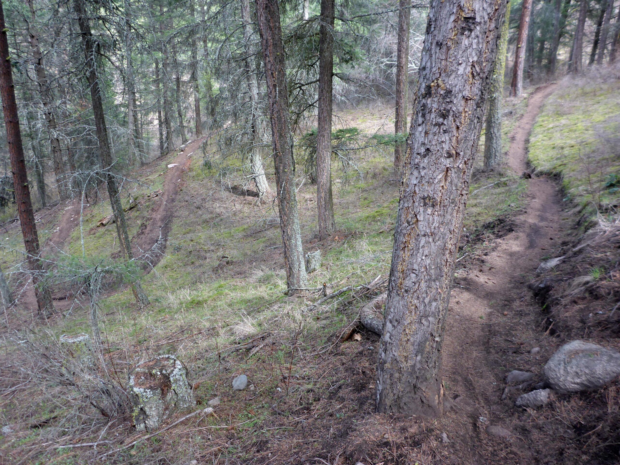 A winding dirt trail through a forest, surrounded by tall trees and sparse undergrowth. The trail appears to loop around, with rocks and fallen branches scattered along the path. Sunlight filters through the tree canopy, creating a serene and natural atmosphere. Ellison Park mountain bike trail.