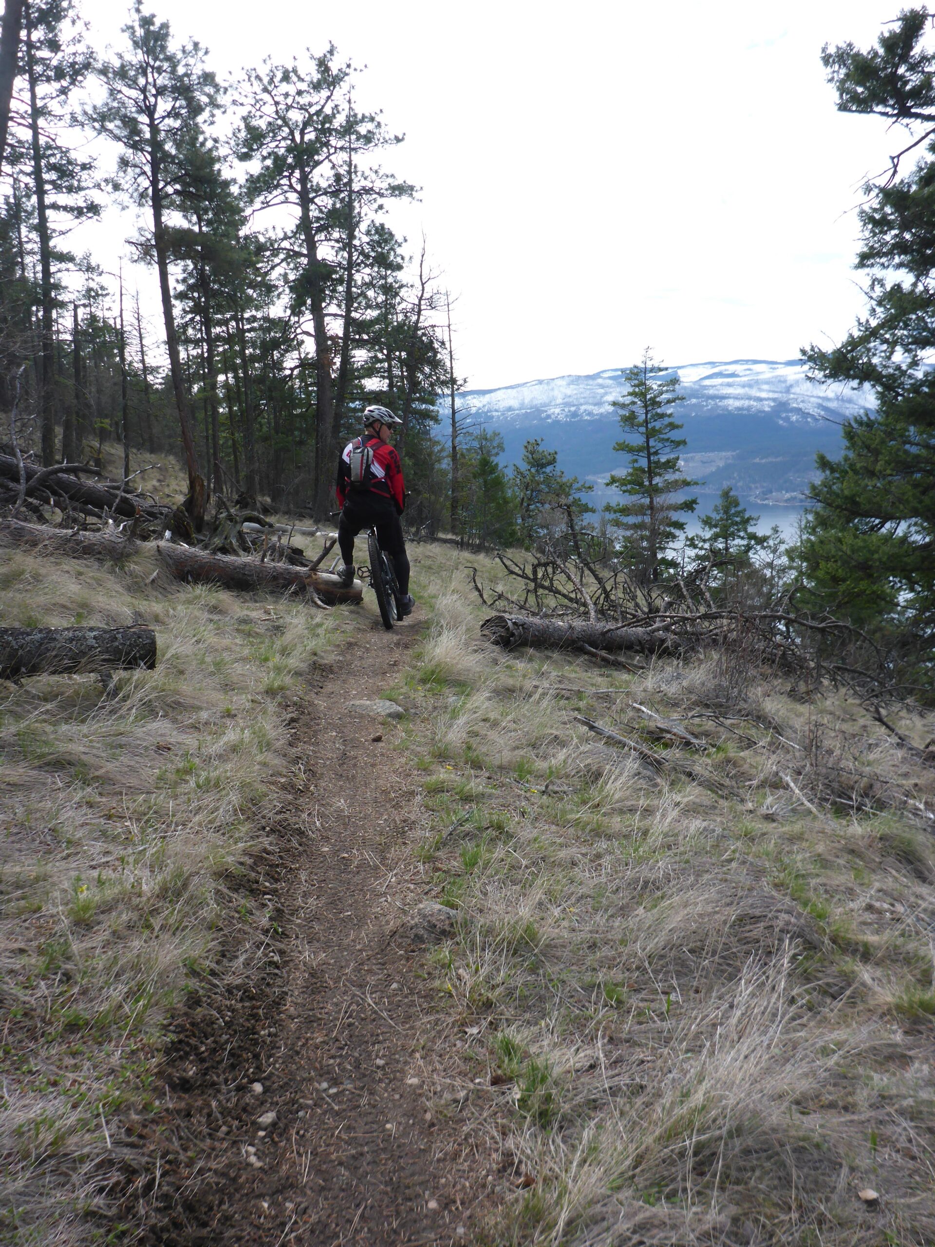 A cyclist in a red jacket and helmet rides along a narrow dirt trail through a forested area. Tall pine trees line the path, and some fallen logs can be seen amidst the grass and underbrush. In the background, there are mountains with patches of snow and a body of water visible below. The sky is overcast, creating a serene atmosphere in this outdoor setting. Ellison Park mountain bike trail.