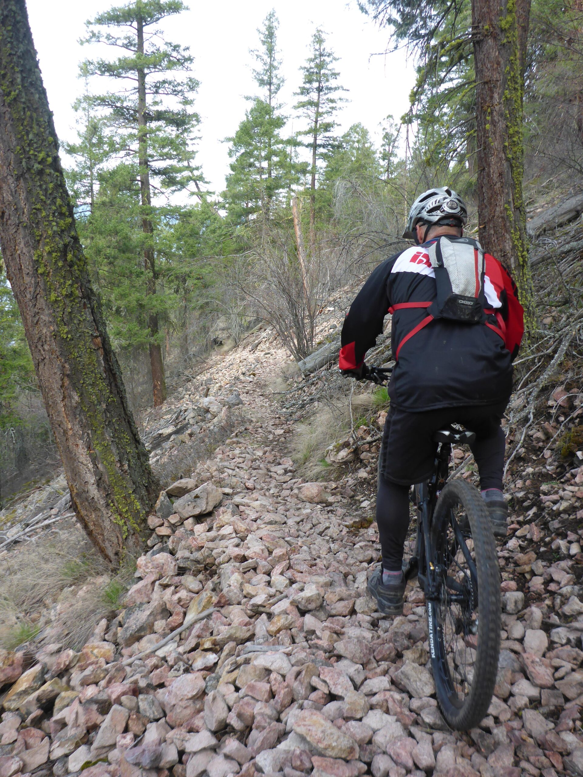 A mountain biker navigating along a rocky trail in a forest, surrounded by tall pine trees. The path is uneven, composed of various sized stones, indicating a challenging terrain for off-road cycling. The biker is wearing a helmet and a long-sleeve jersey, focused on maneuvering through the landscape. Ellison Park mountain bike trail.
