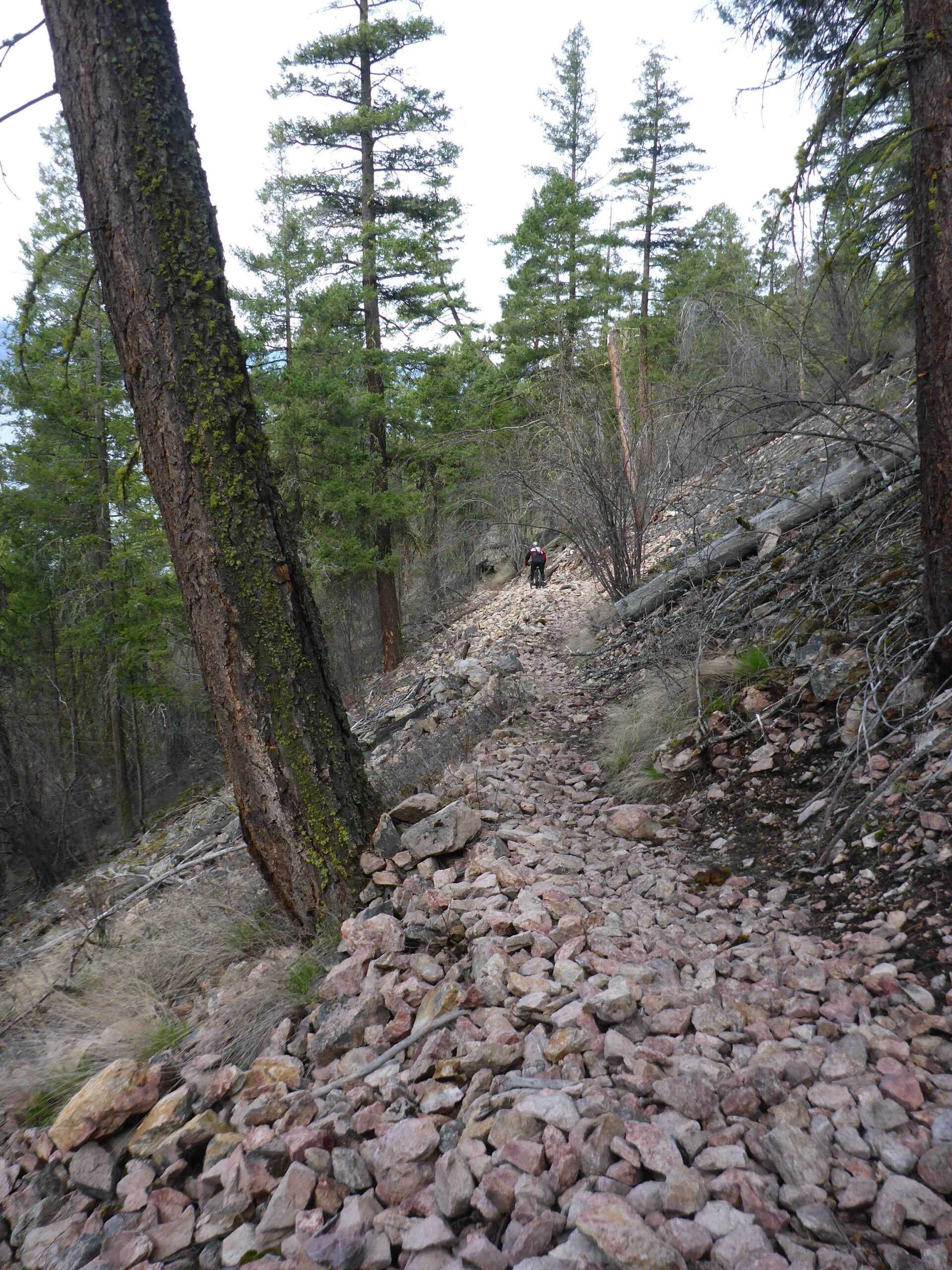 A rocky hiking trail winding through a forest, surrounded by tall pine trees. A hiker is visible in the distance, traversing the uneven terrain scattered with stones and boulders. The sky is cloudy, hinting at an overcast day in a natural setting. Ellison Park mountain bike trail.