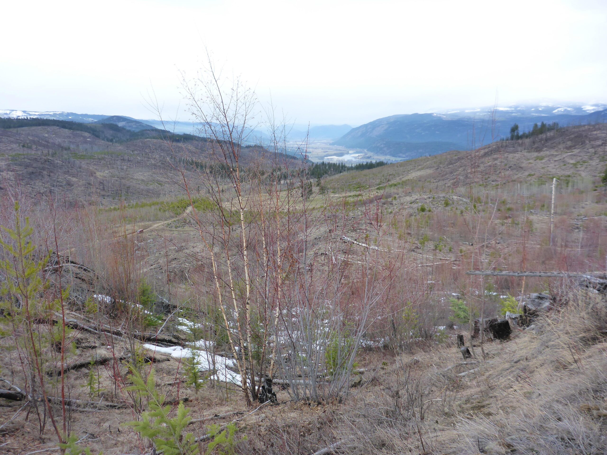 A panoramic view of a mountainous landscape showing a mix of bare ground and sparse vegetation, with young trees and shrubs emerging in some areas. The scene is lightly colored, suggesting a transition season, and distant mountains are visible under a cloudy sky. Bluegrouse Ridge Trail mountain bike trail.