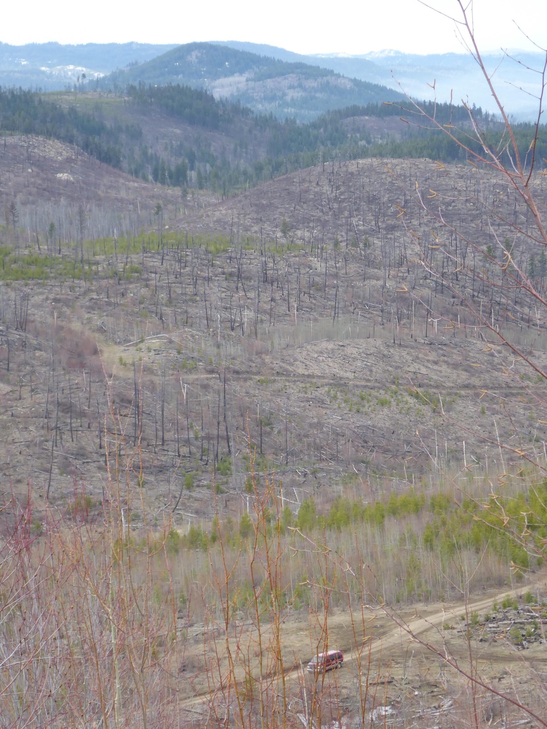 A landscape showing a mix of burned and recovering forests, with charred tree stumps scattered across the hills. In the foreground, sparse vegetation is visible, while new green growth appears in areas of regeneration. A dirt road winds through the scene, with a vehicle traveling along it. The backdrop features rolling hills and distant mountains under a cloudy sky. Bluegrouse Ridge Trail mountain bike trail.
