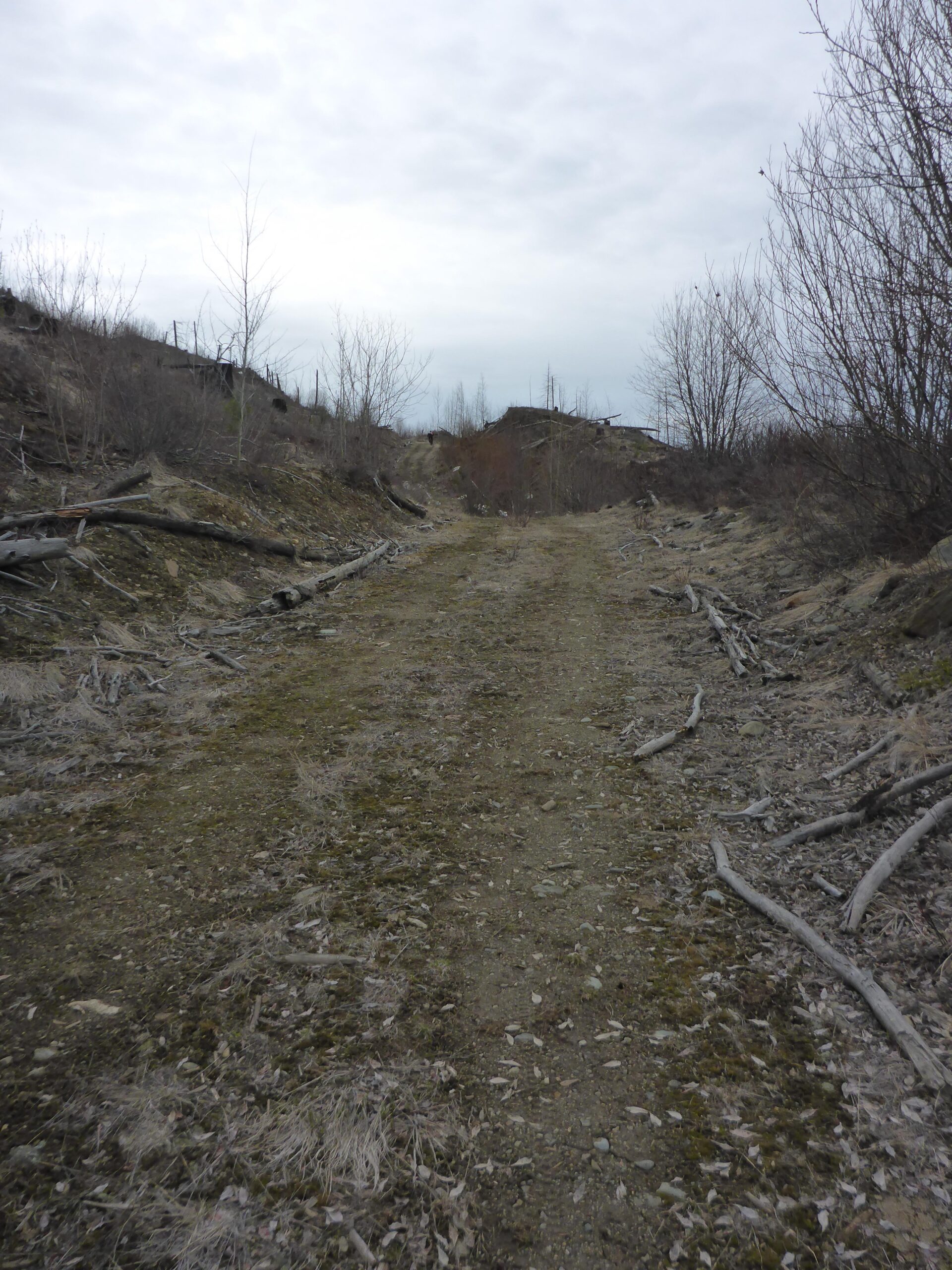 A narrow, unpaved dirt path stretches through a sparsely vegetated landscape, lined with fallen branches and dried grass. The area appears to have been recently disturbed, with bare patches of earth and scattered debris. In the background, there are a few small trees with leafless branches against a cloudy sky. The scene evokes a sense of desolation and natural reclamation. Bluegrouse Ridge Trail mountain bike trail.