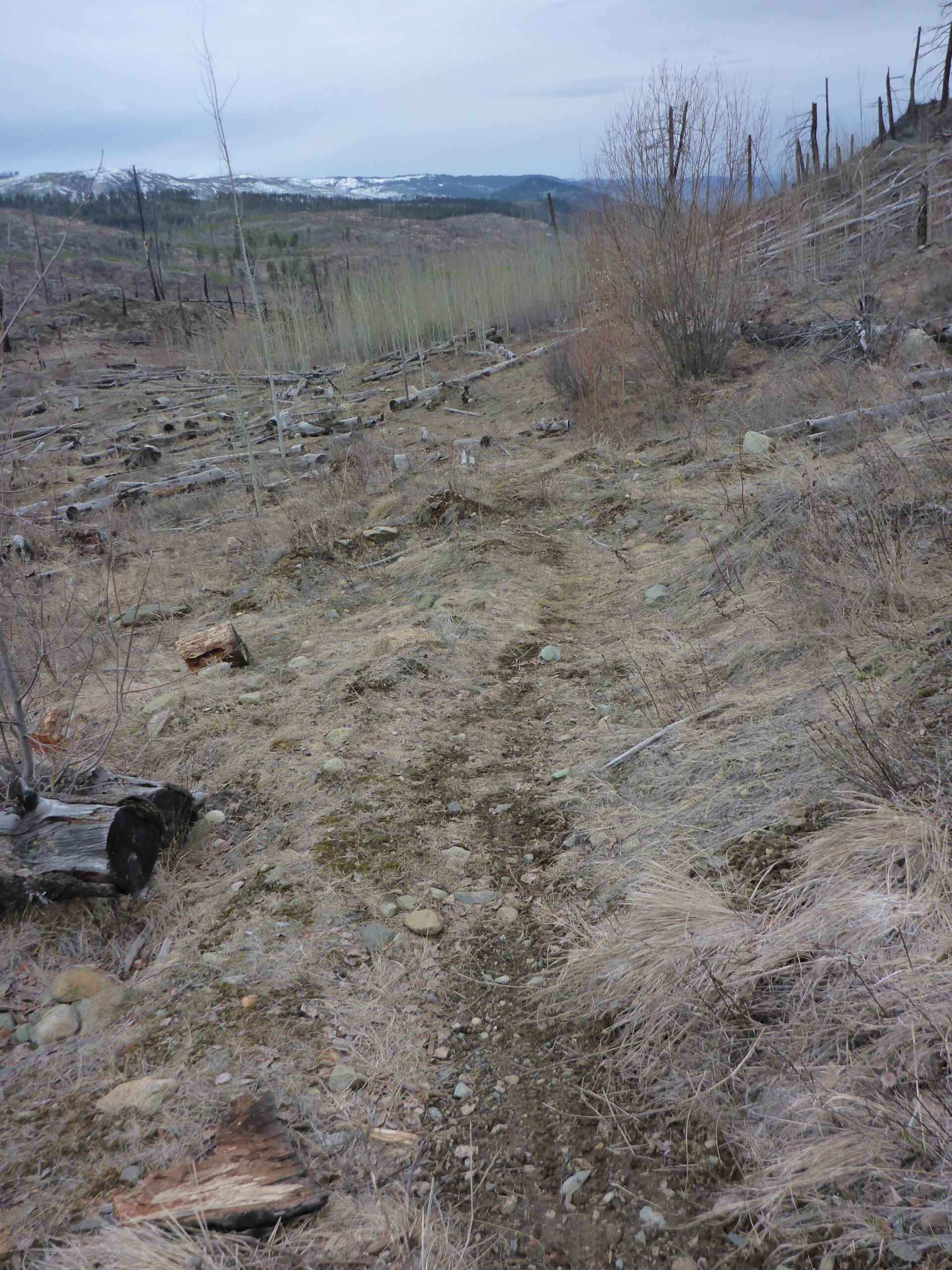 A narrow dirt path winding through a devastated landscape, featuring fallen tree trunks and sparse vegetation. In the background, a mountainous terrain is visible, with patches of snow and overcast skies, indicating a cool climate. The ground is dry and rocky, with scattered grasses and small plants. Bluegrouse Ridge Trail mountain bike trail.