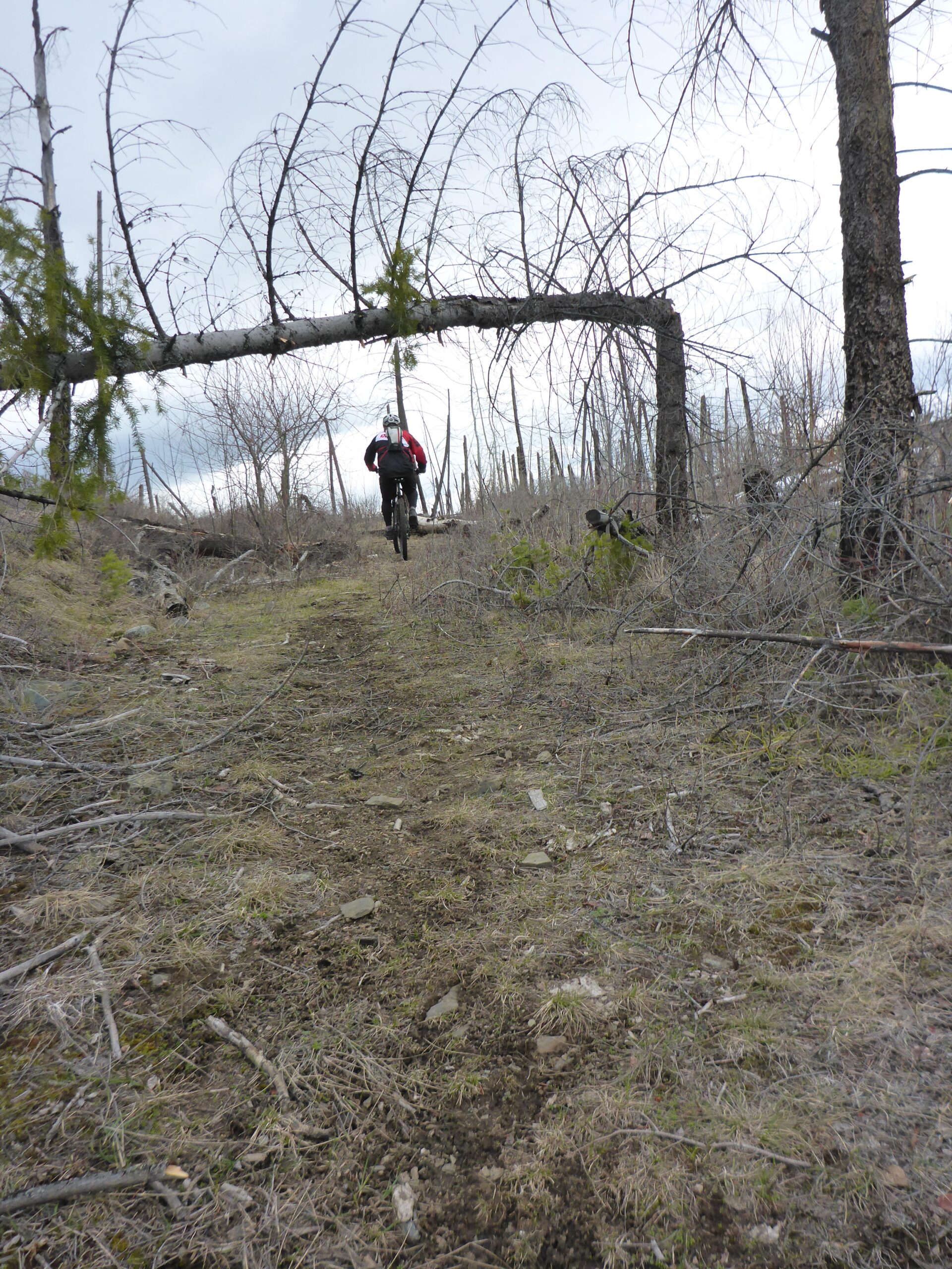 A mountain biker navigating a challenging trail in a forested area, with a fallen tree arching over the path. The landscape features sparse vegetation and scattered debris, indicative of a recently disturbed environment. Bluegrouse Ridge Trail mountain bike trail.
