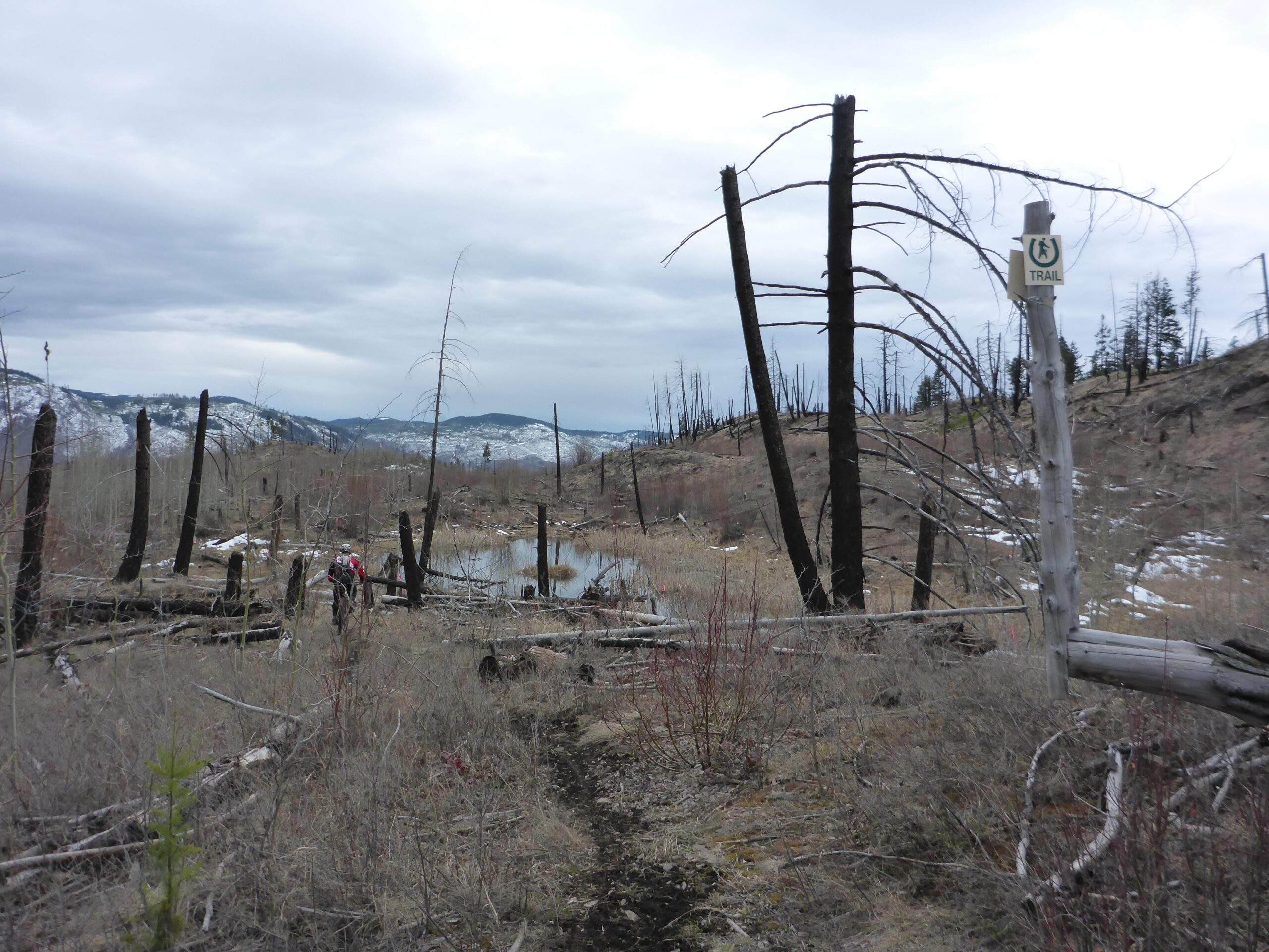 A hiker walks along a trail through a landscape affected by a recent wildfire, featuring blackened tree stumps and sparse vegetation. In the background, mountains can be seen under a cloudy sky, while a small pond reflects the surroundings. A trail sign is visible near the path. Bluegrouse Ridge Trail mountain bike trail.